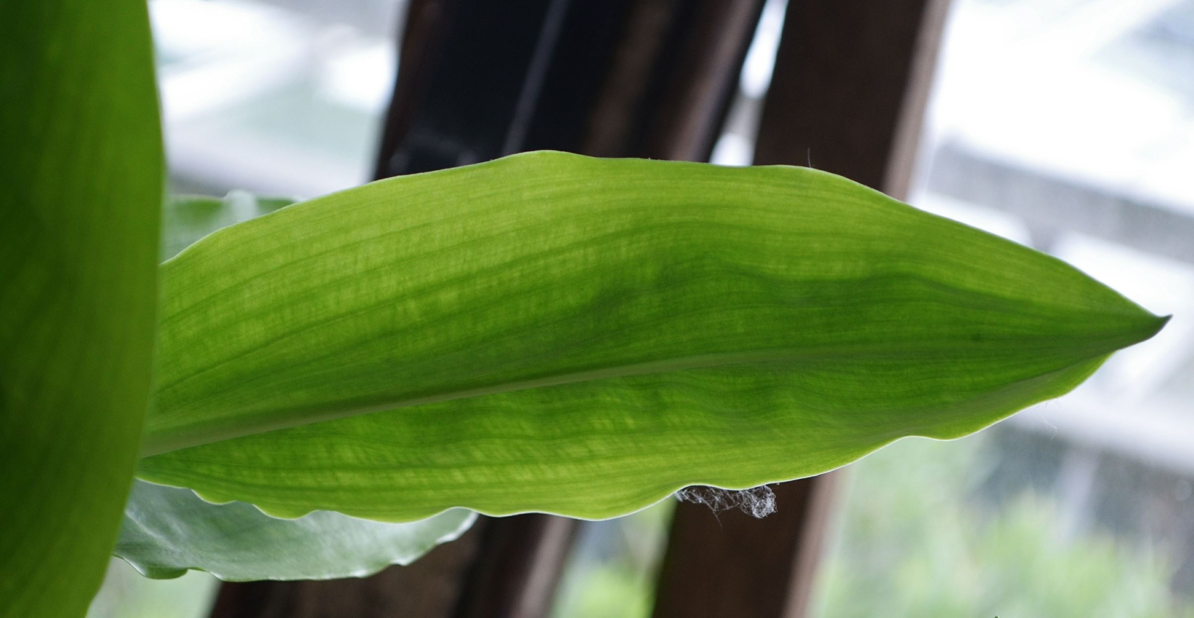 Image of Scadoxus puniceus