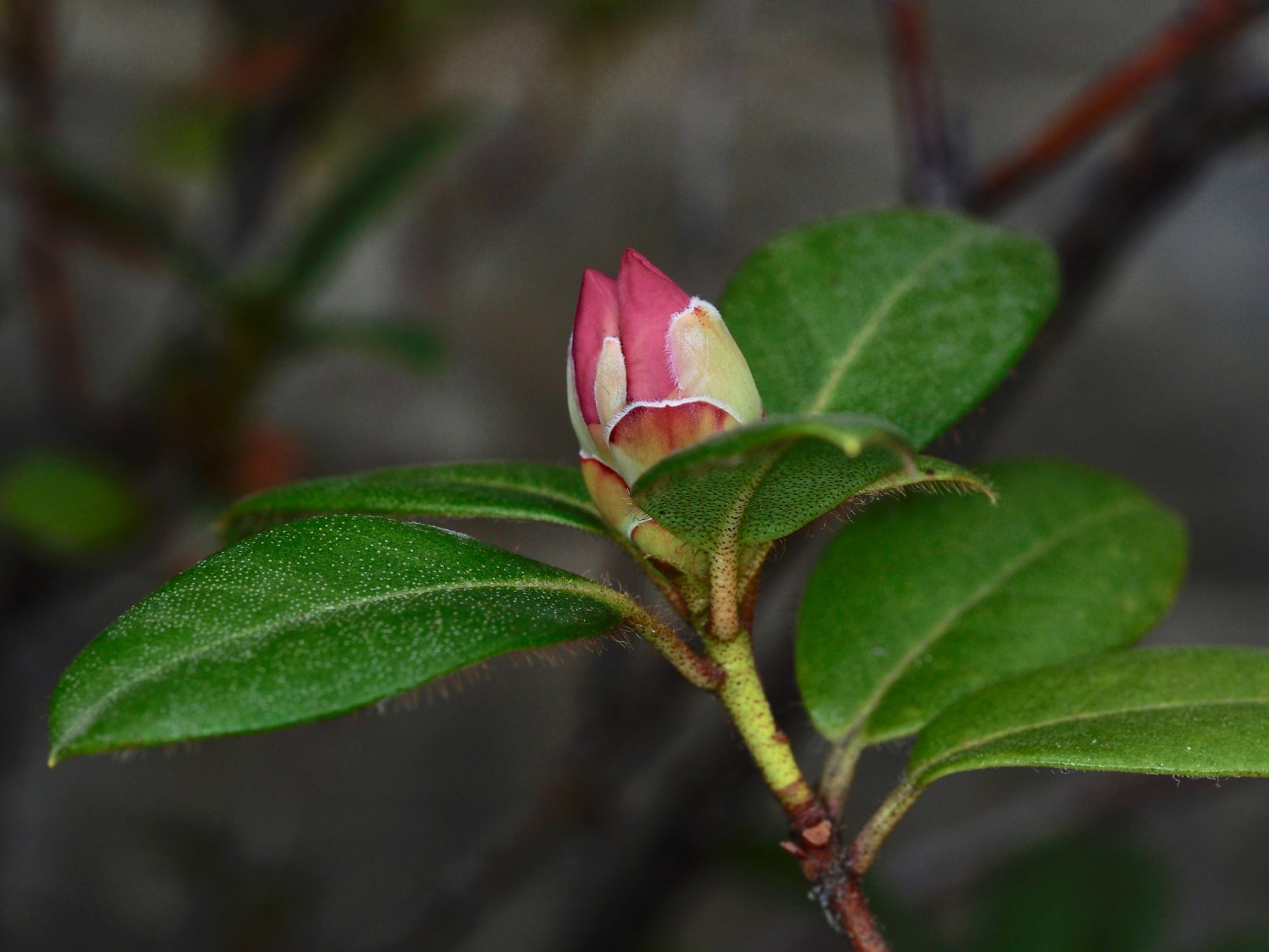 Image of Rhododendron ciliatum
