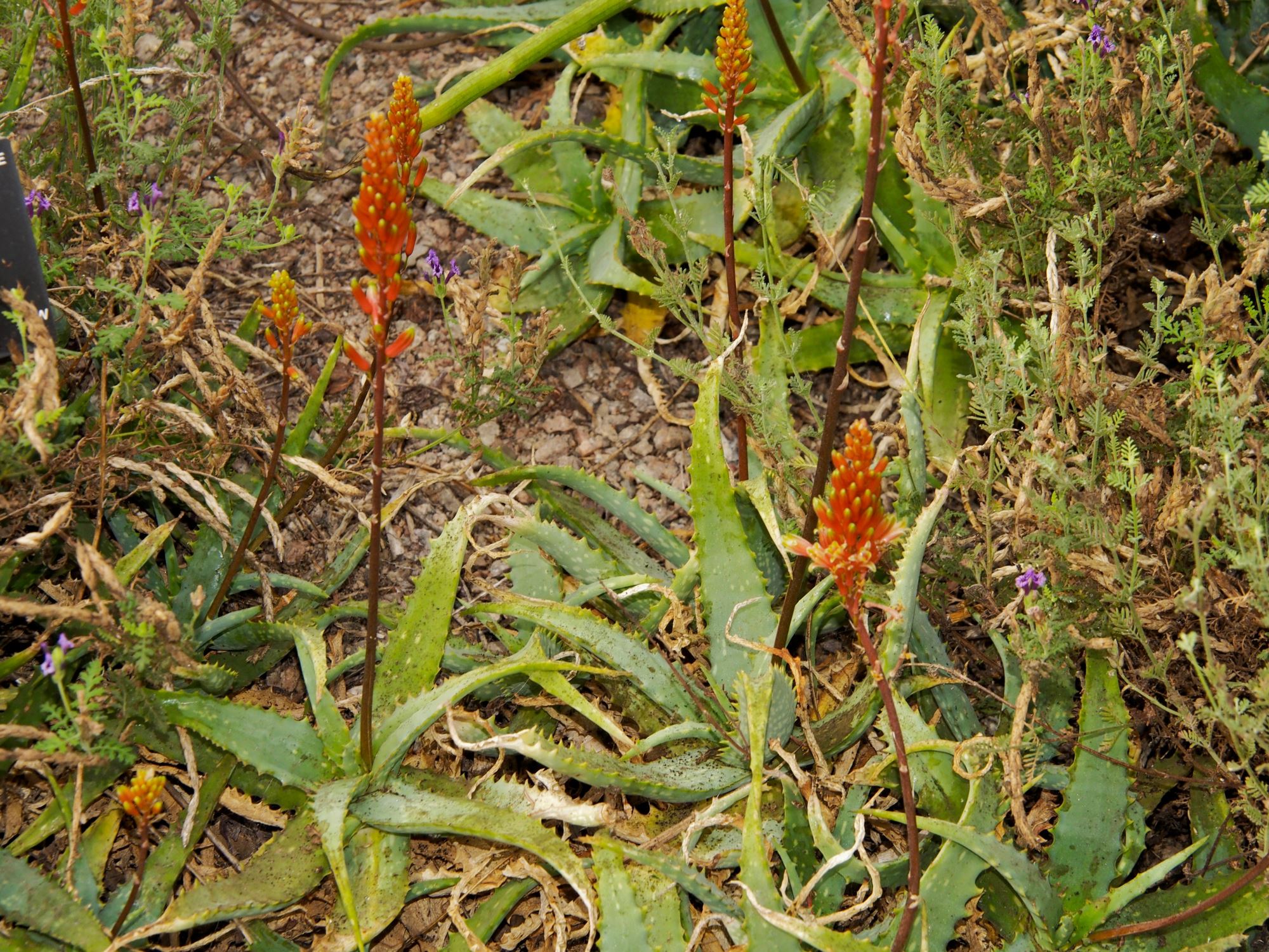 Image of Aloe tororoana