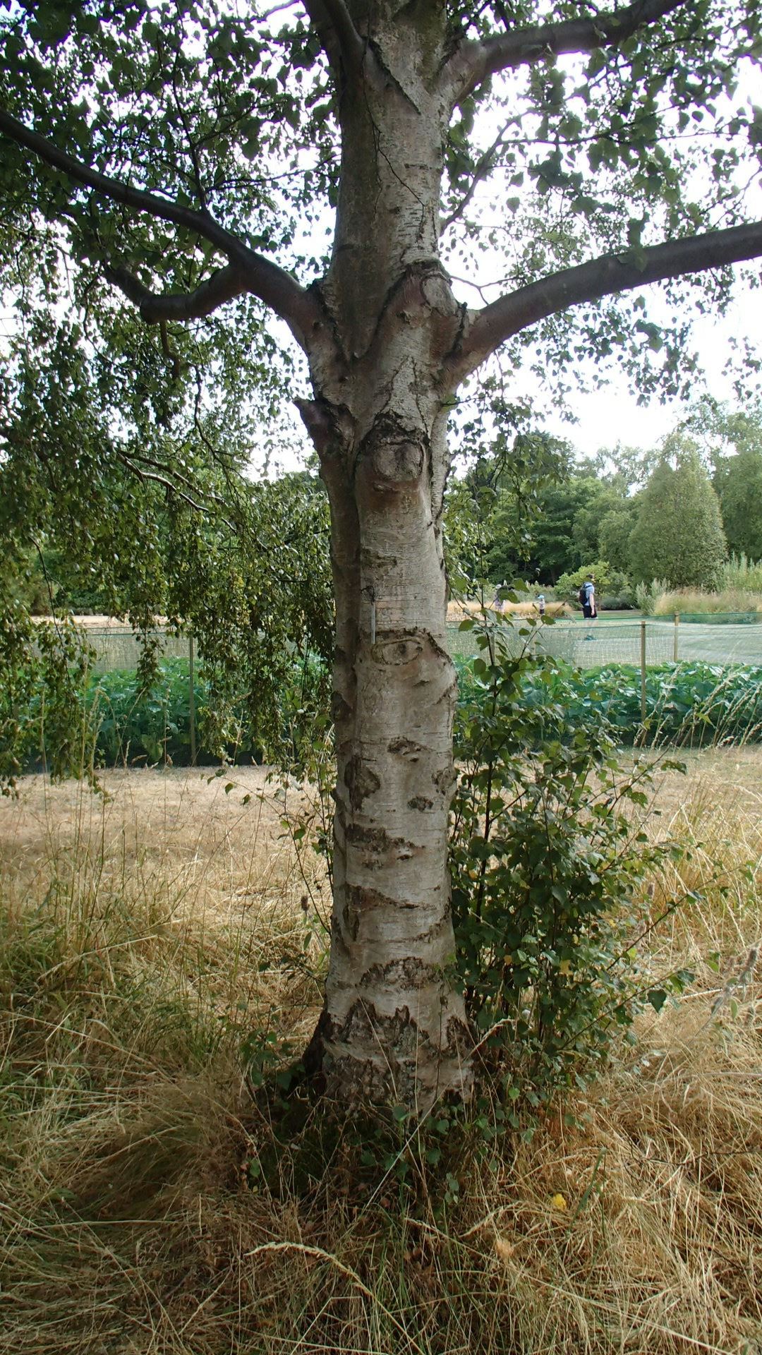 Image of Betula pubescens var. pumila