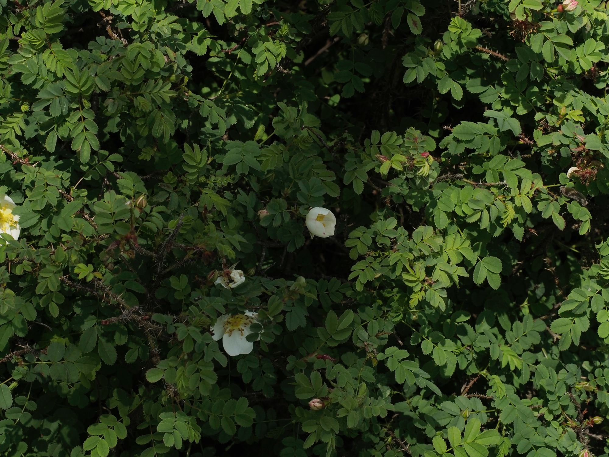 Image of Rosa spinosissima