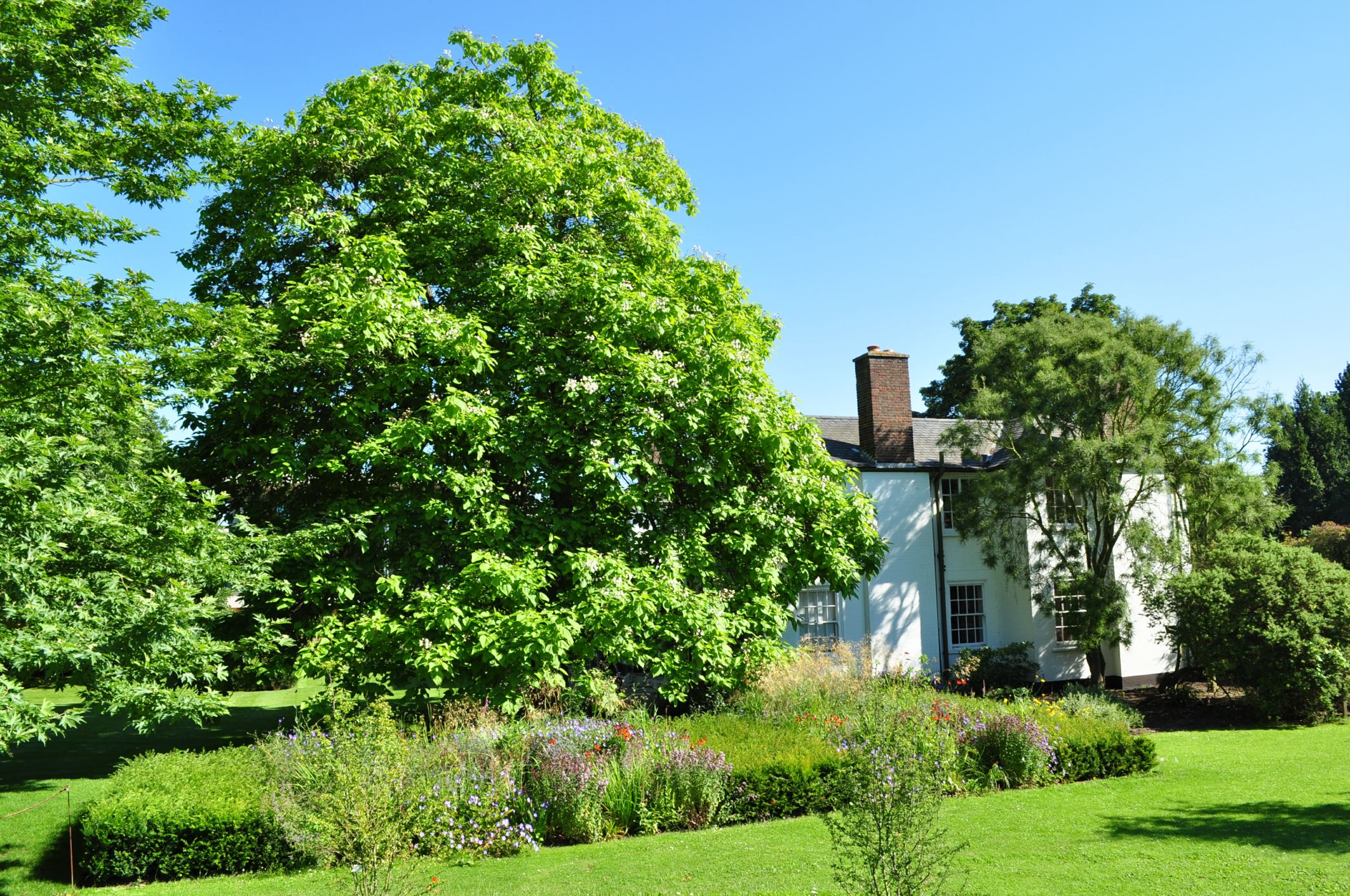 Image of Catalpa speciosa
