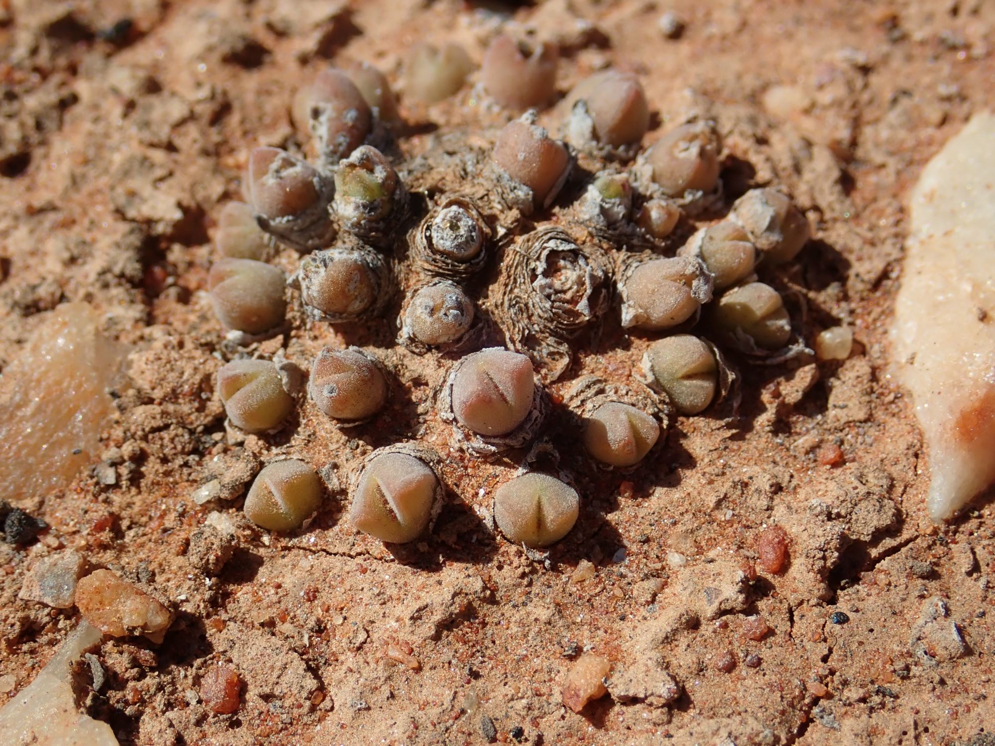 Image of Conophytum hians
