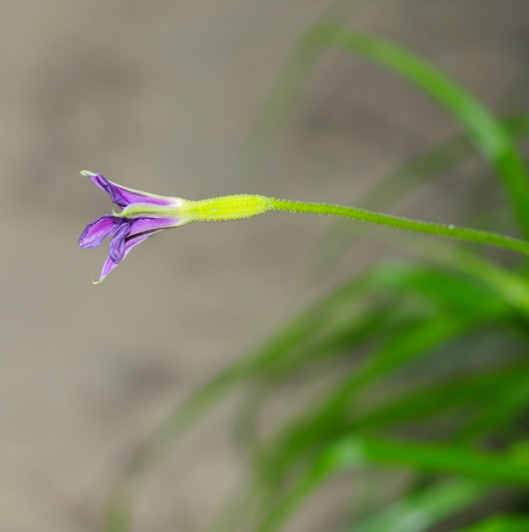 Image of Barbacenia brasiliensis
