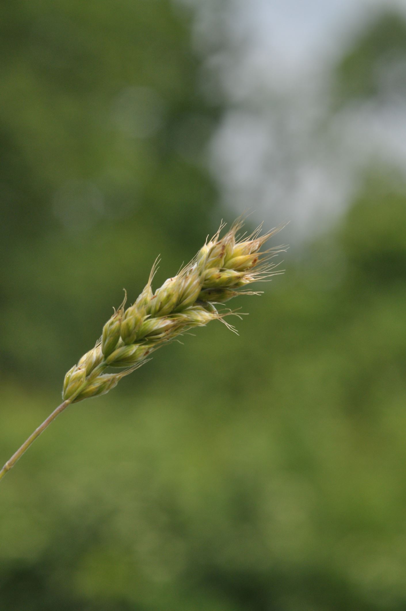 Image of Bromus interruptus
