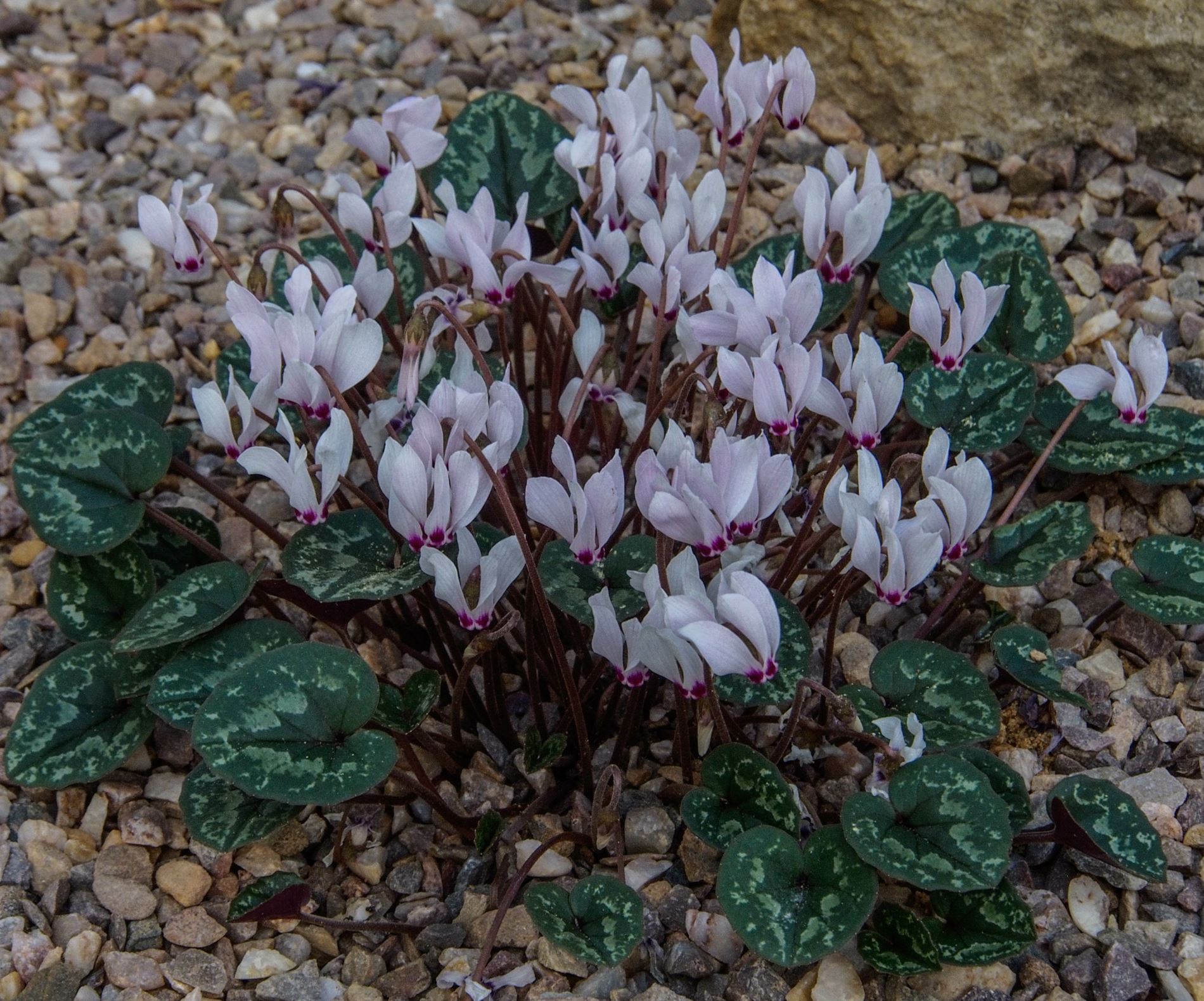 Image of Cyclamen cilicium