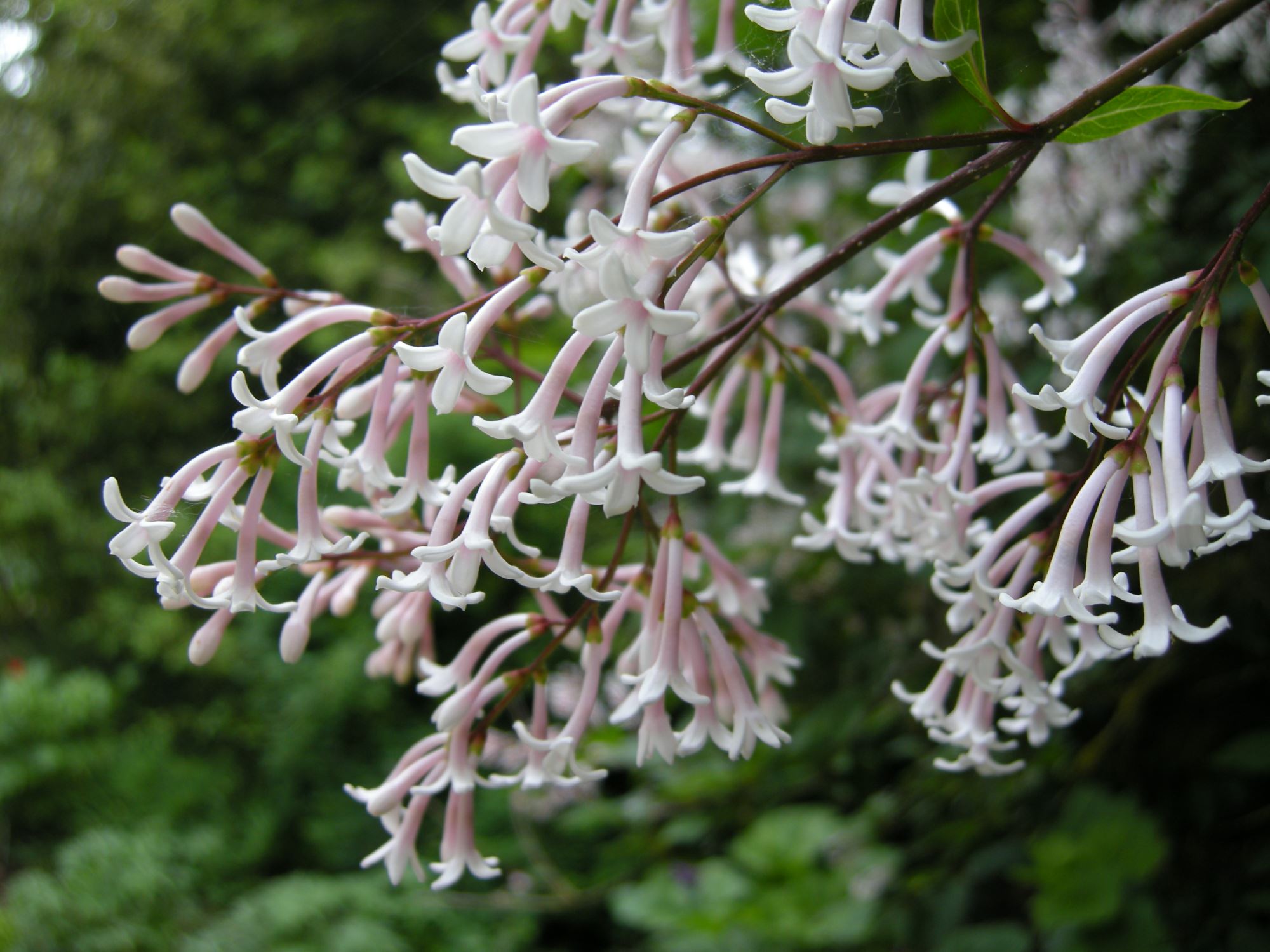 Image of Syringa tomentella subsp. sweginzowii