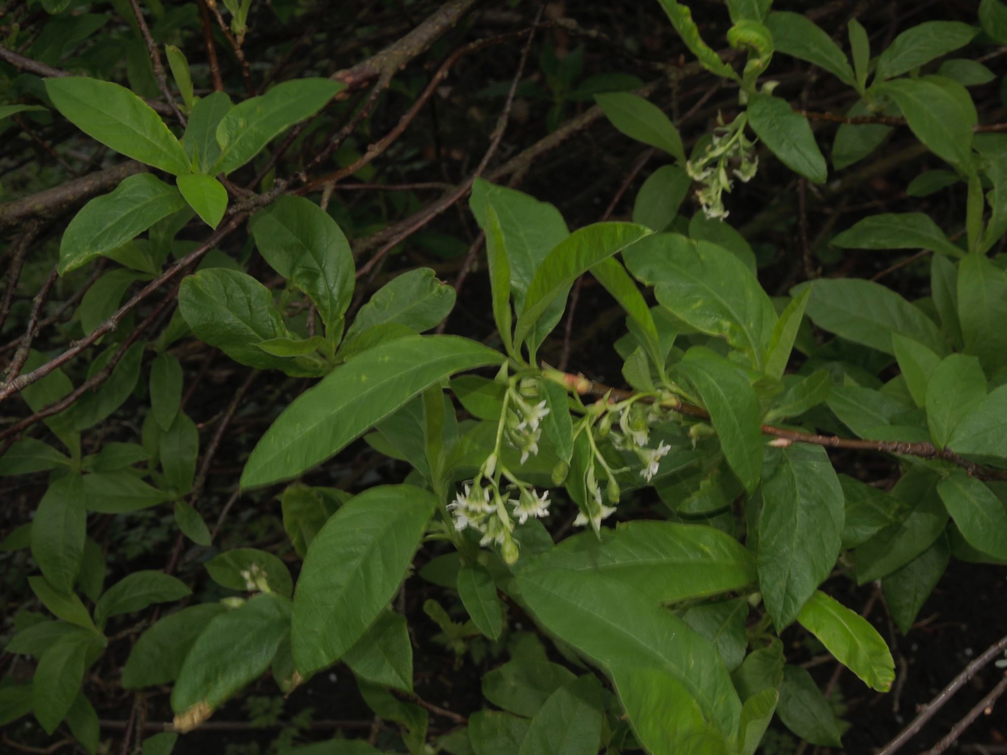 Image of Oemleria cerasiformis