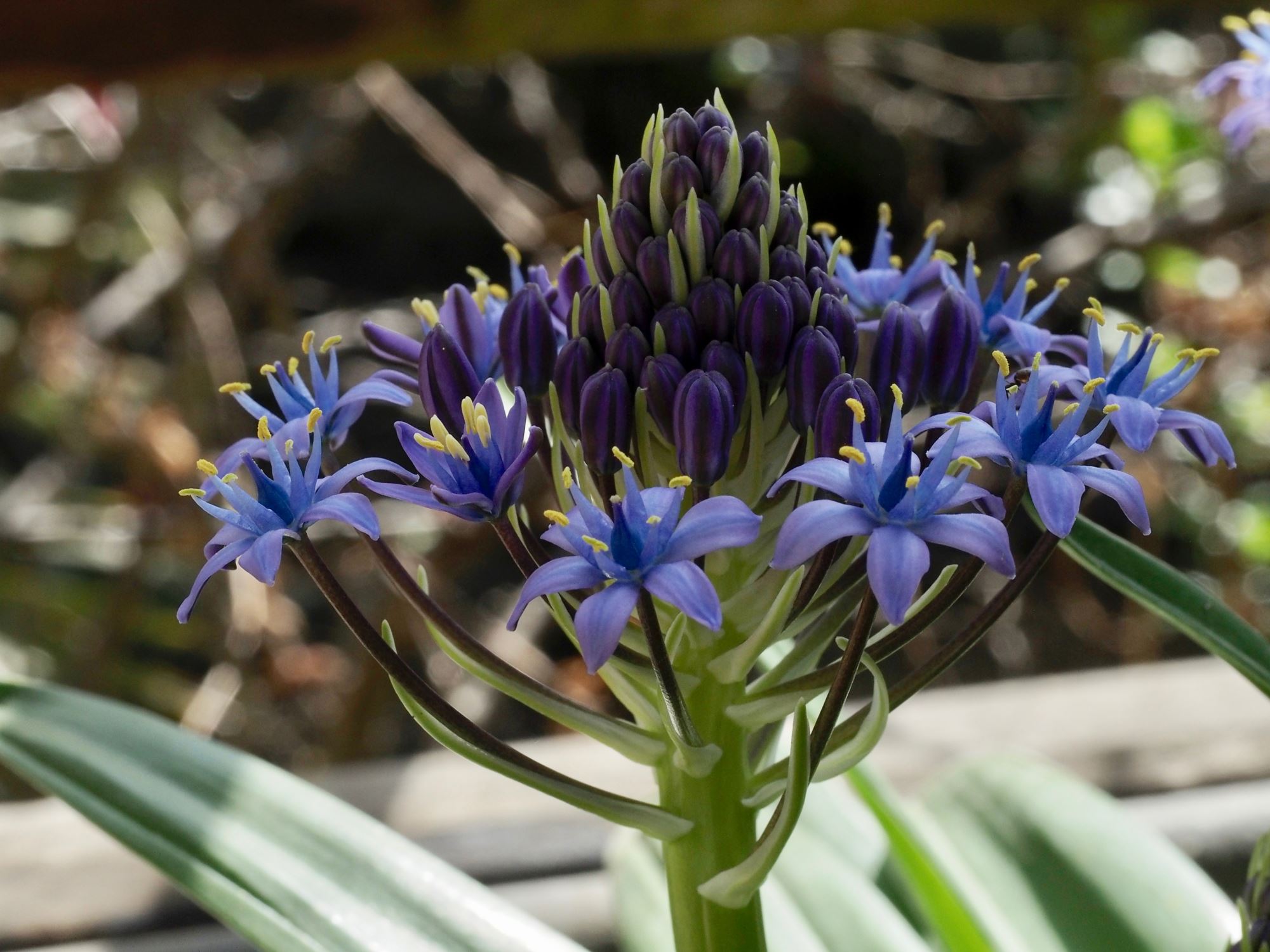Image of Scilla peruviana