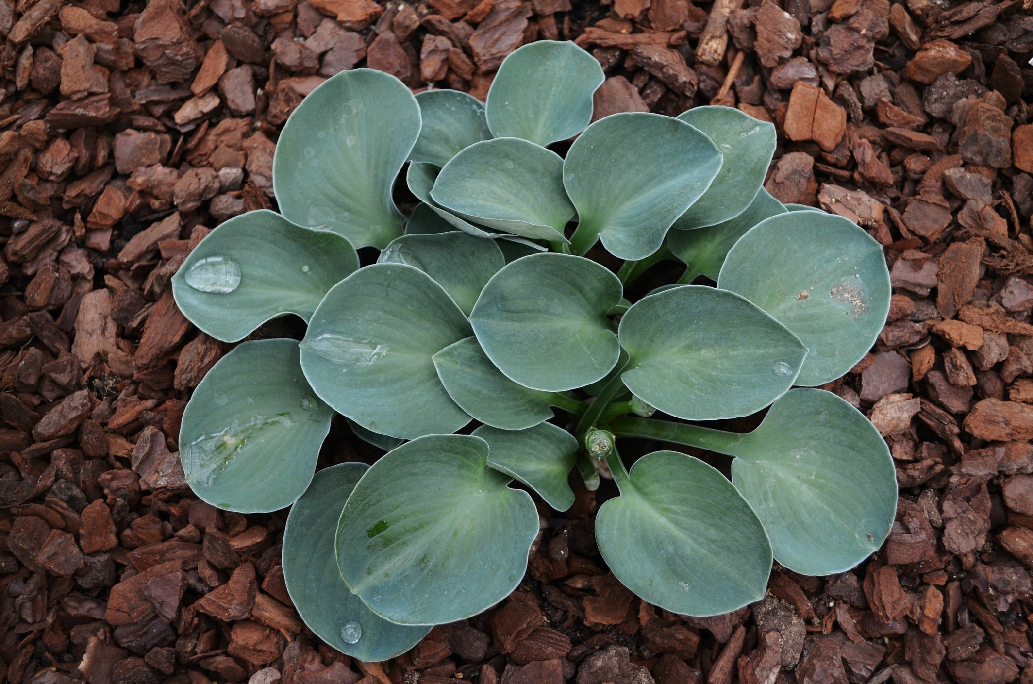 Image of Hosta 'Blue Mouse Ears'
