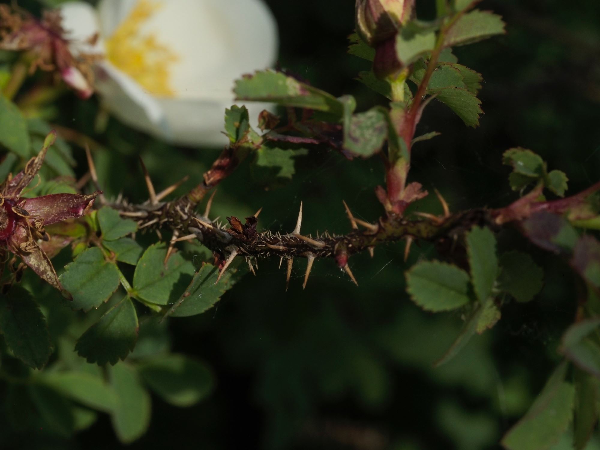 Image of Rosa spinosissima