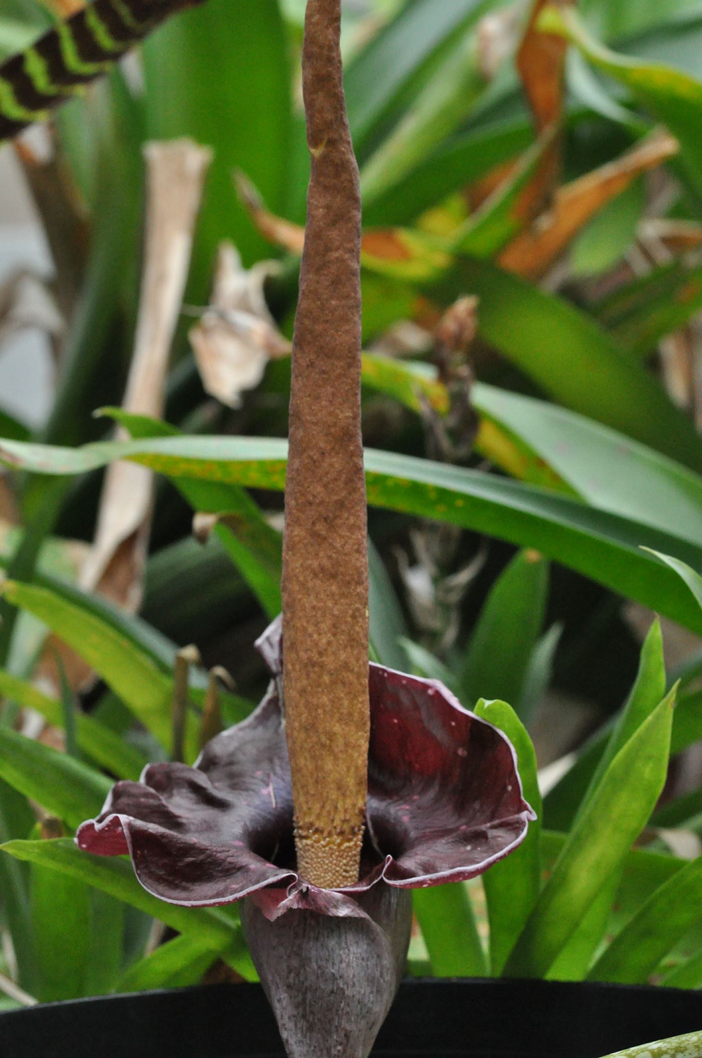 Image of Amorphophallus henryi