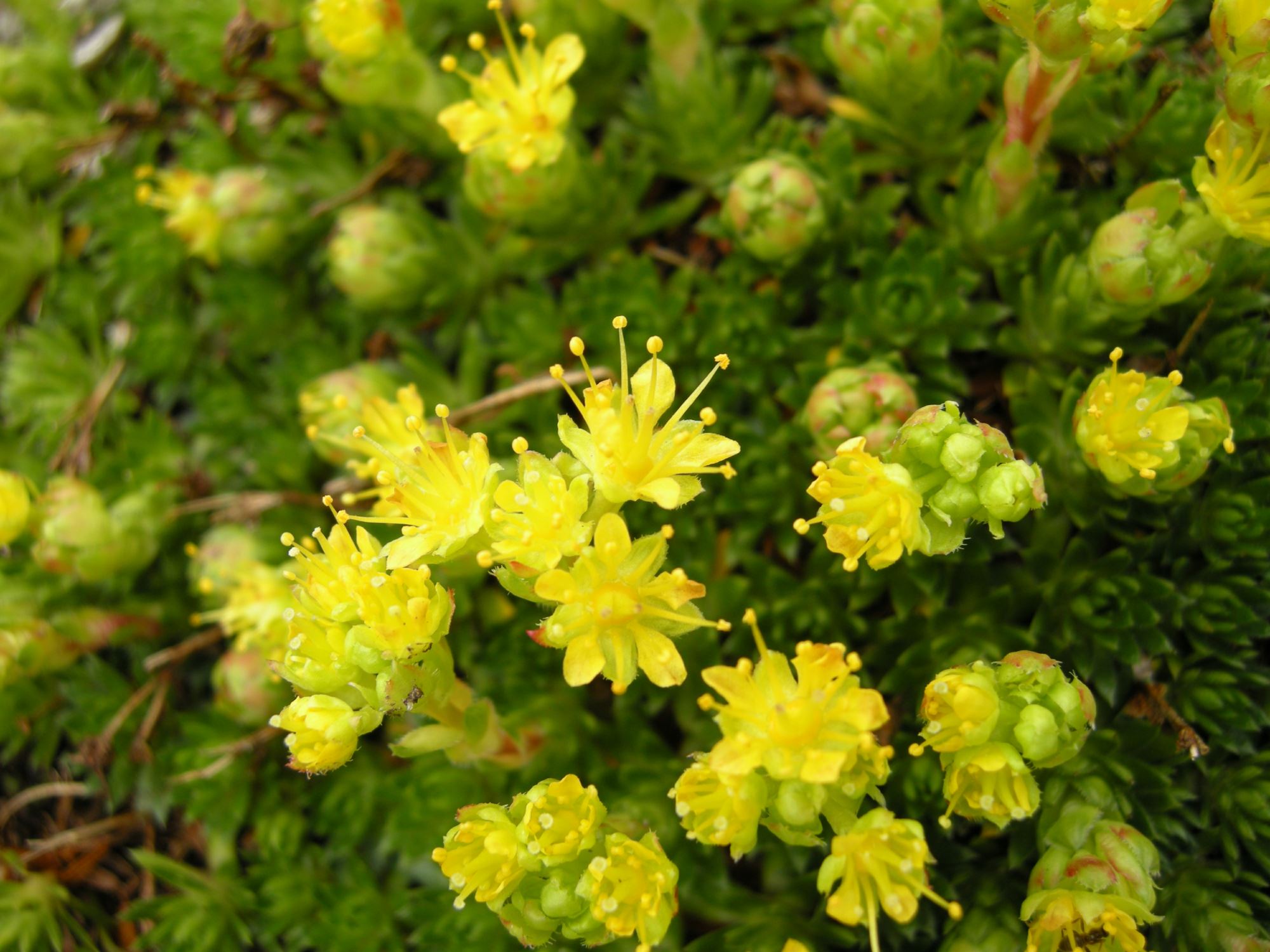 Image of Saxifraga sancta