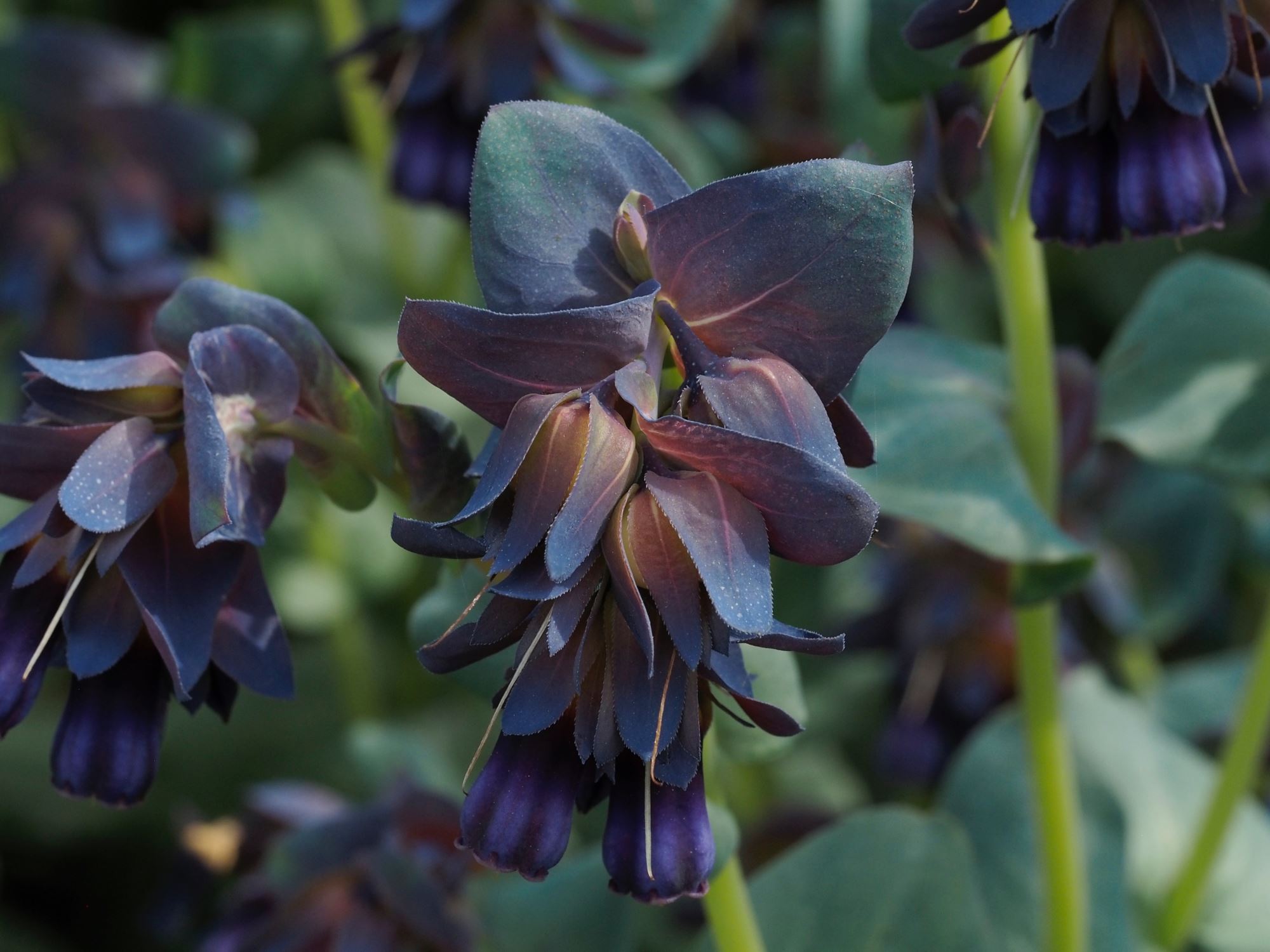 Image of Cerinthe major subsp. purpurascens