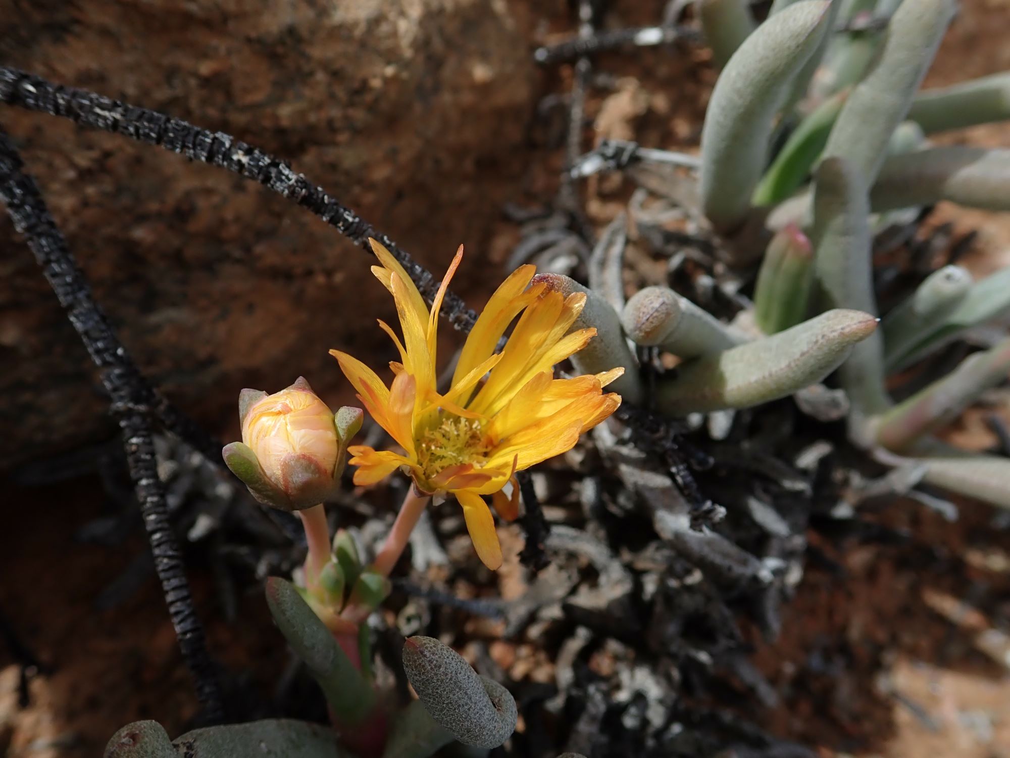 Image of Cephalophyllum ebracteatum