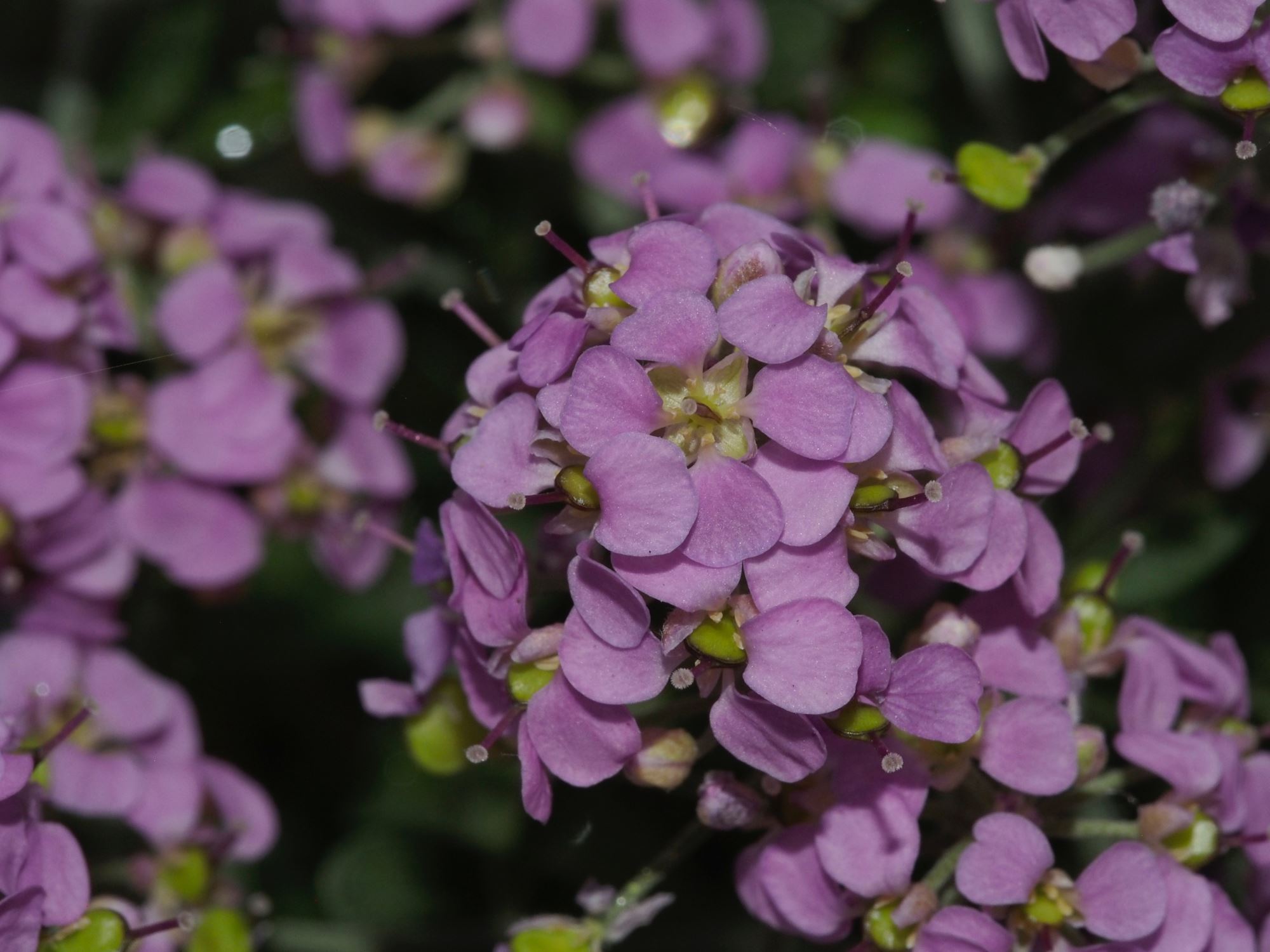 Image of Ptilotrichum spinosa 'Roseum'