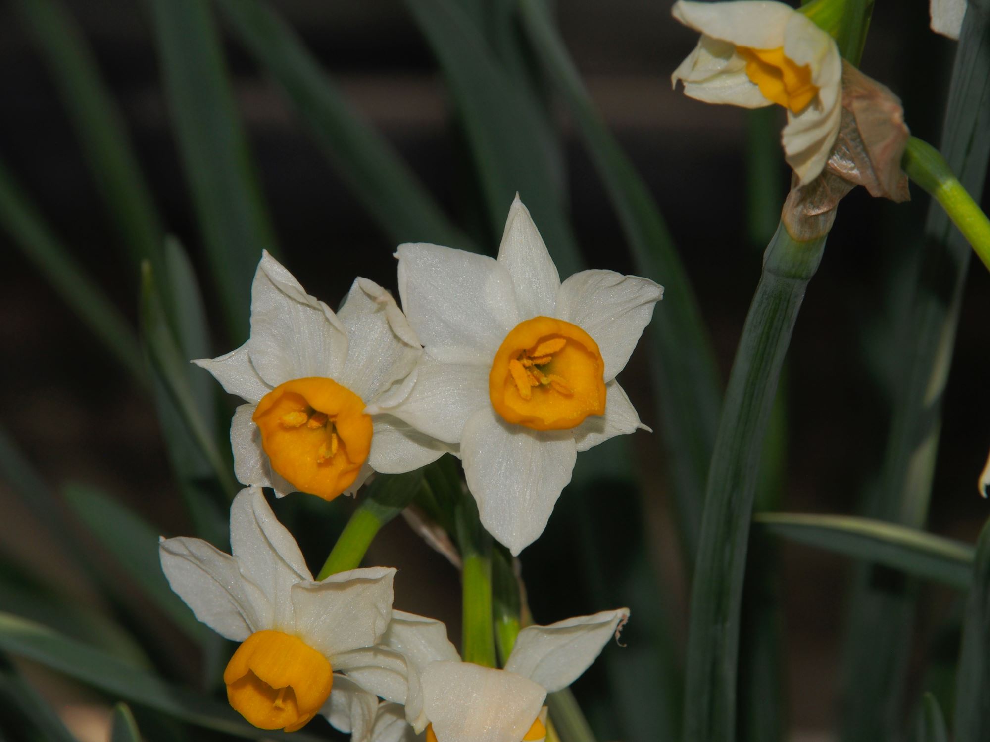 Image of Narcissus elegans