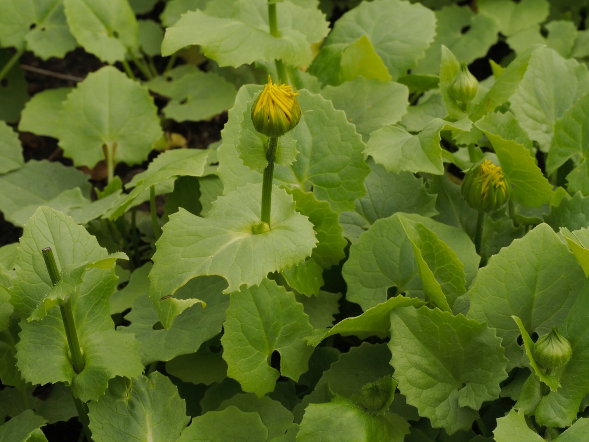 Image of Doronicum Ã— willdenowii