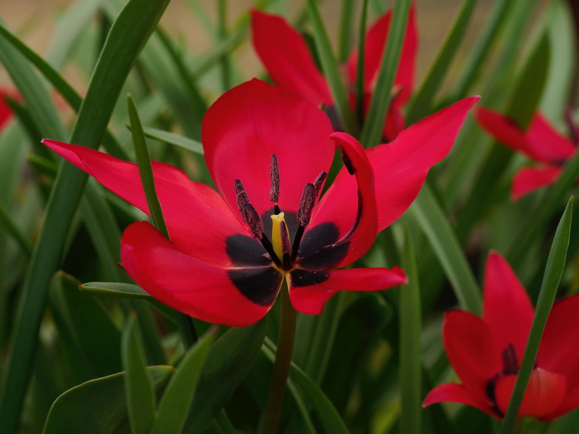 Image of Tulipa stapfii