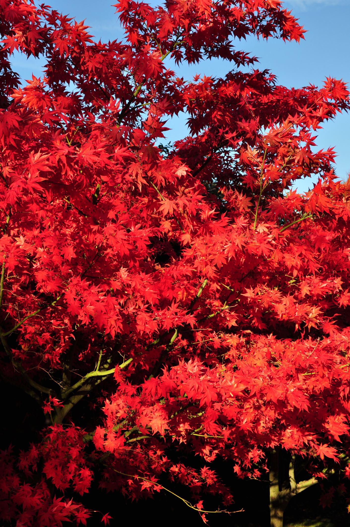 Image of Acer palmatum 'Osakazuki'