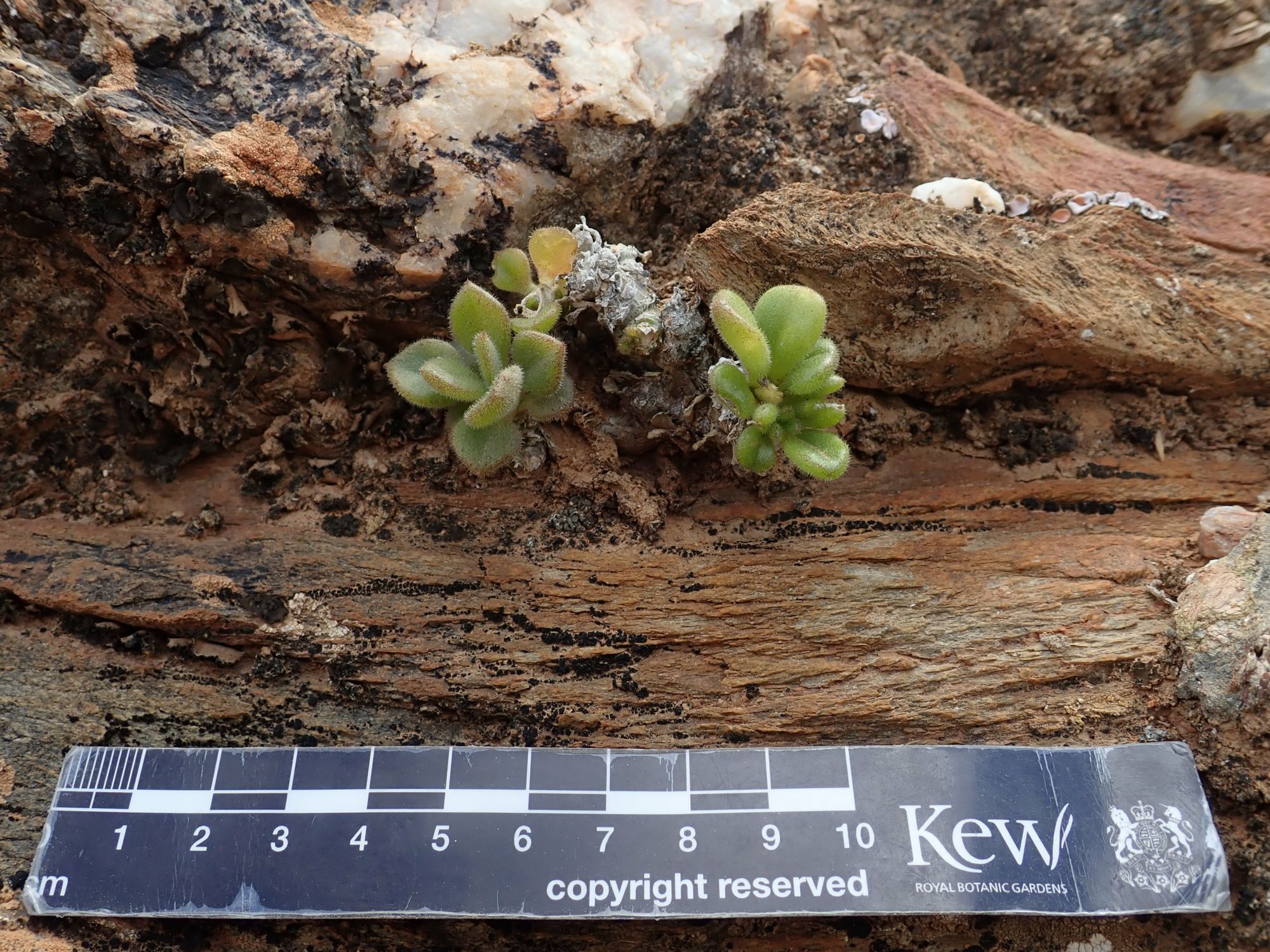 Image of Tylecodon racemosus