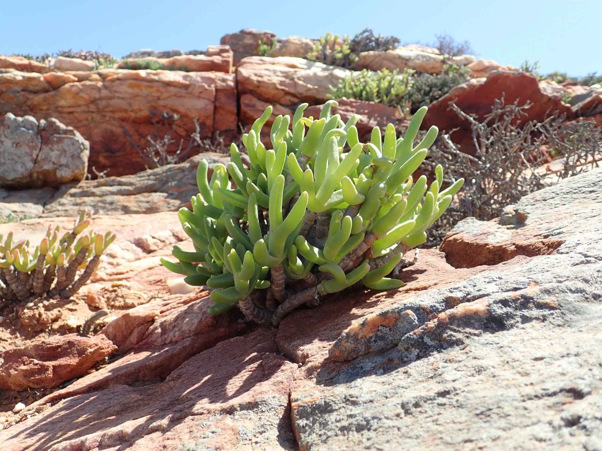 Image of Amphibolia sp.