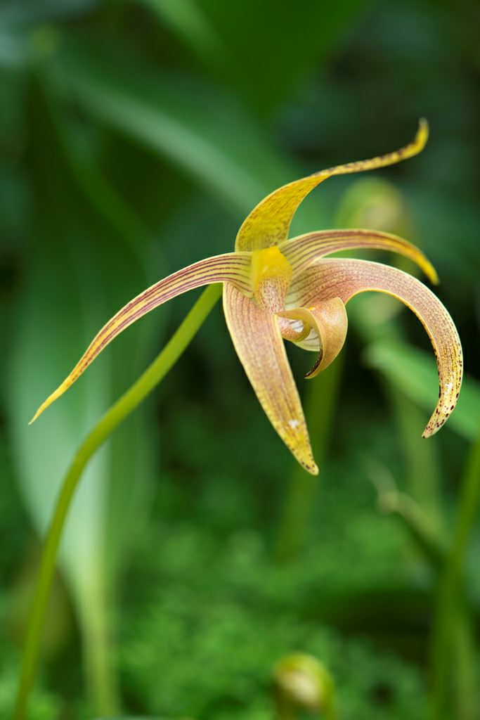 Image of Bulbophyllum lobbii