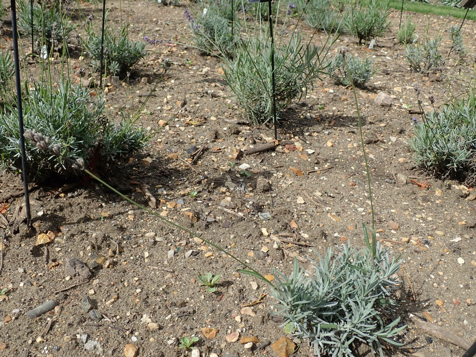 Image of Lavandula angustifolia subsp. angustifolia 'Folgate'