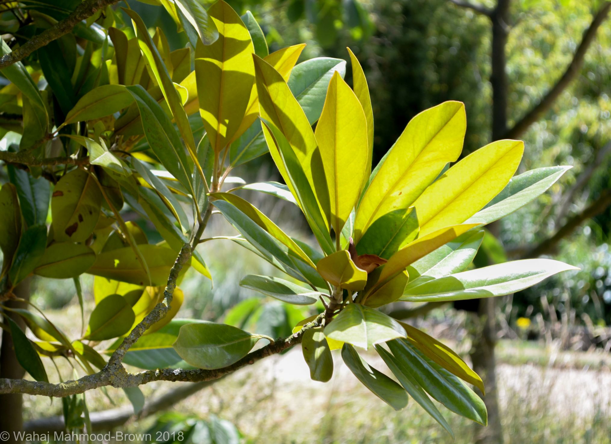 Image of Magnolia grandiflora