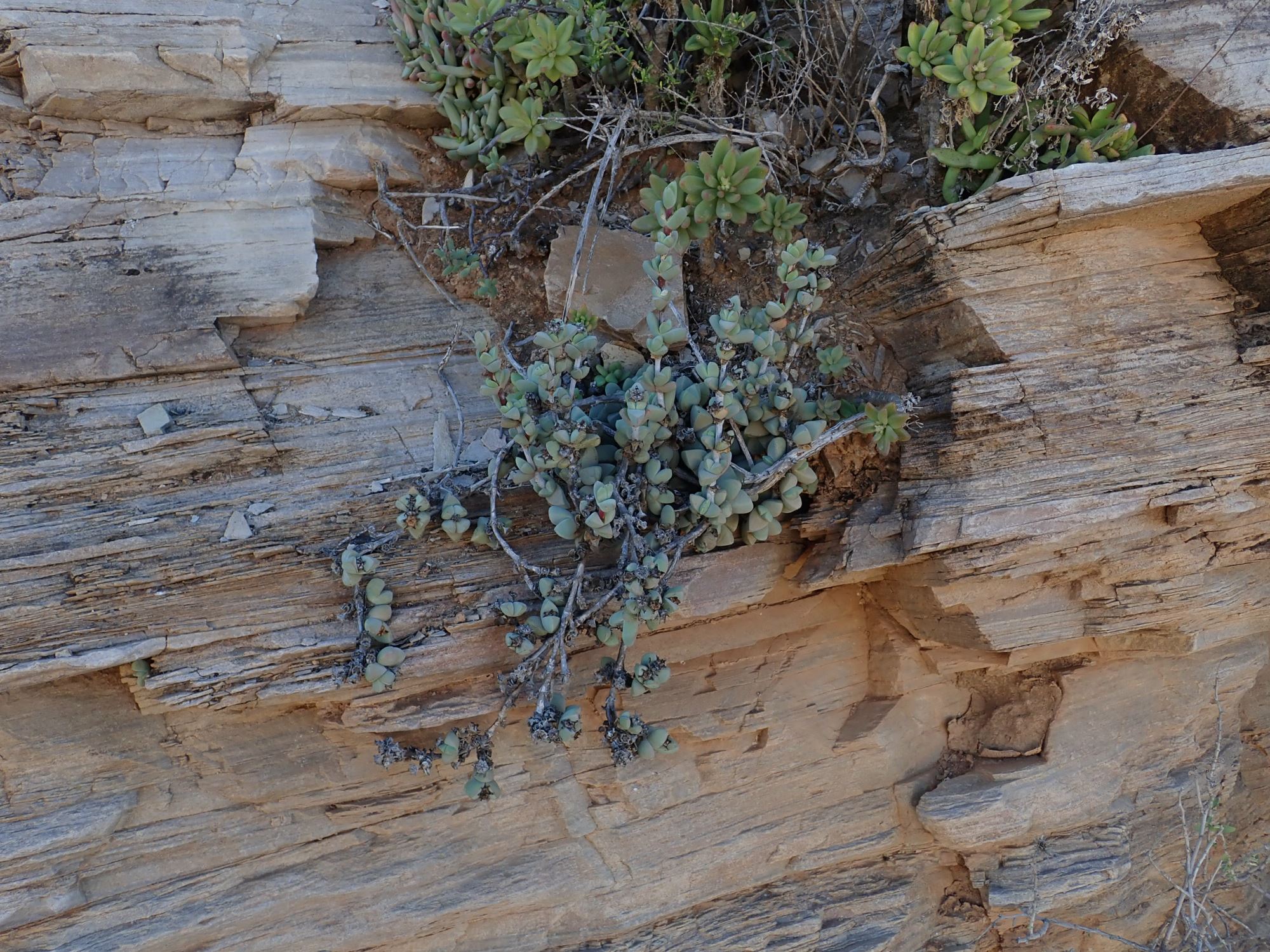 Image of Antimima sp.