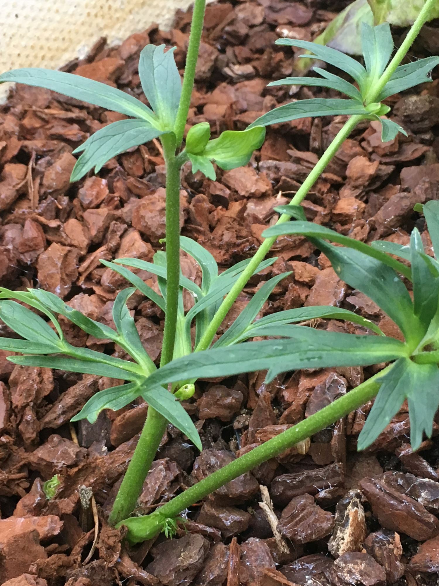 Image of Helleborus multifidus subsp. hercegovinus