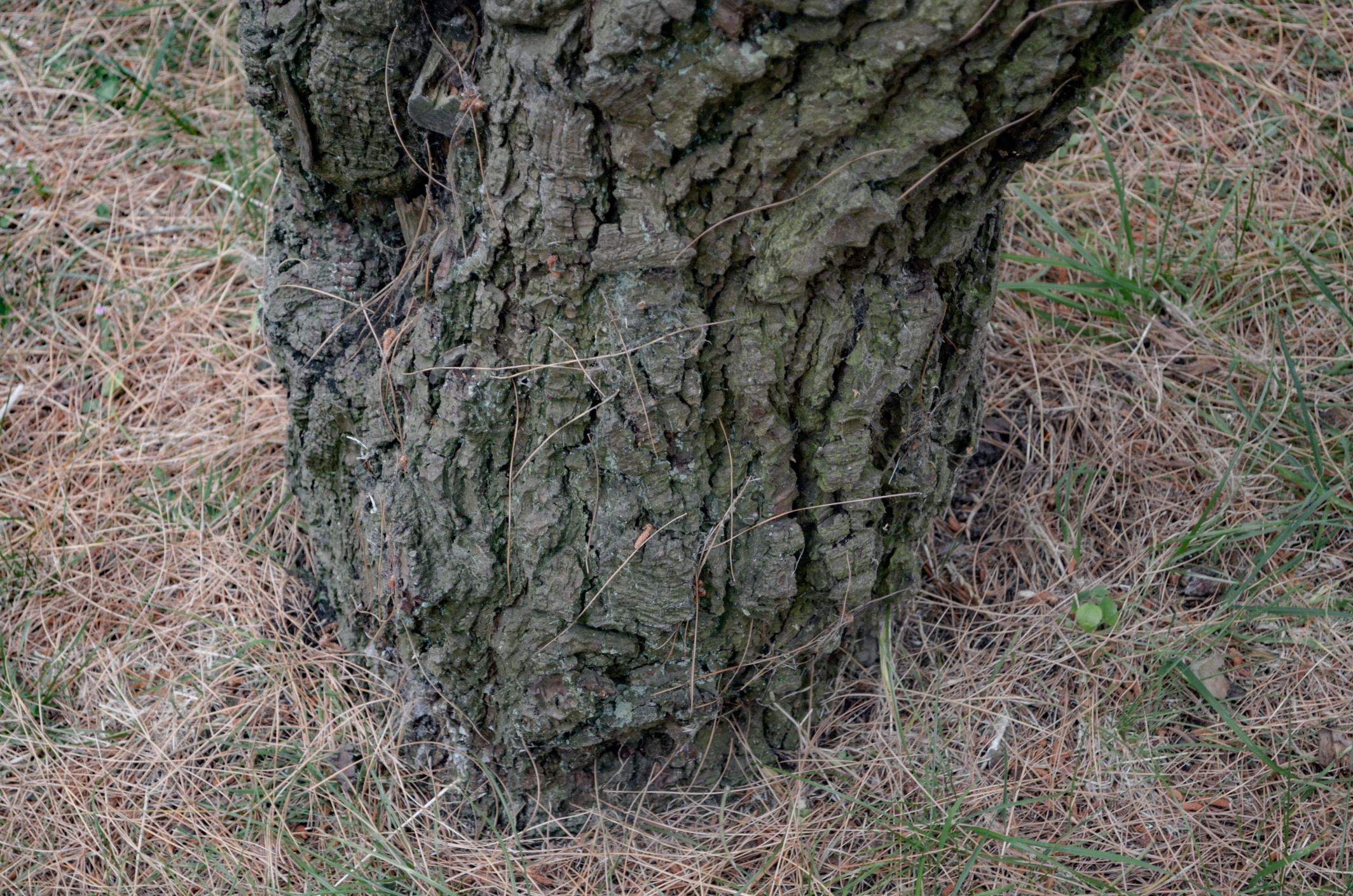 Image of Pinus armandii