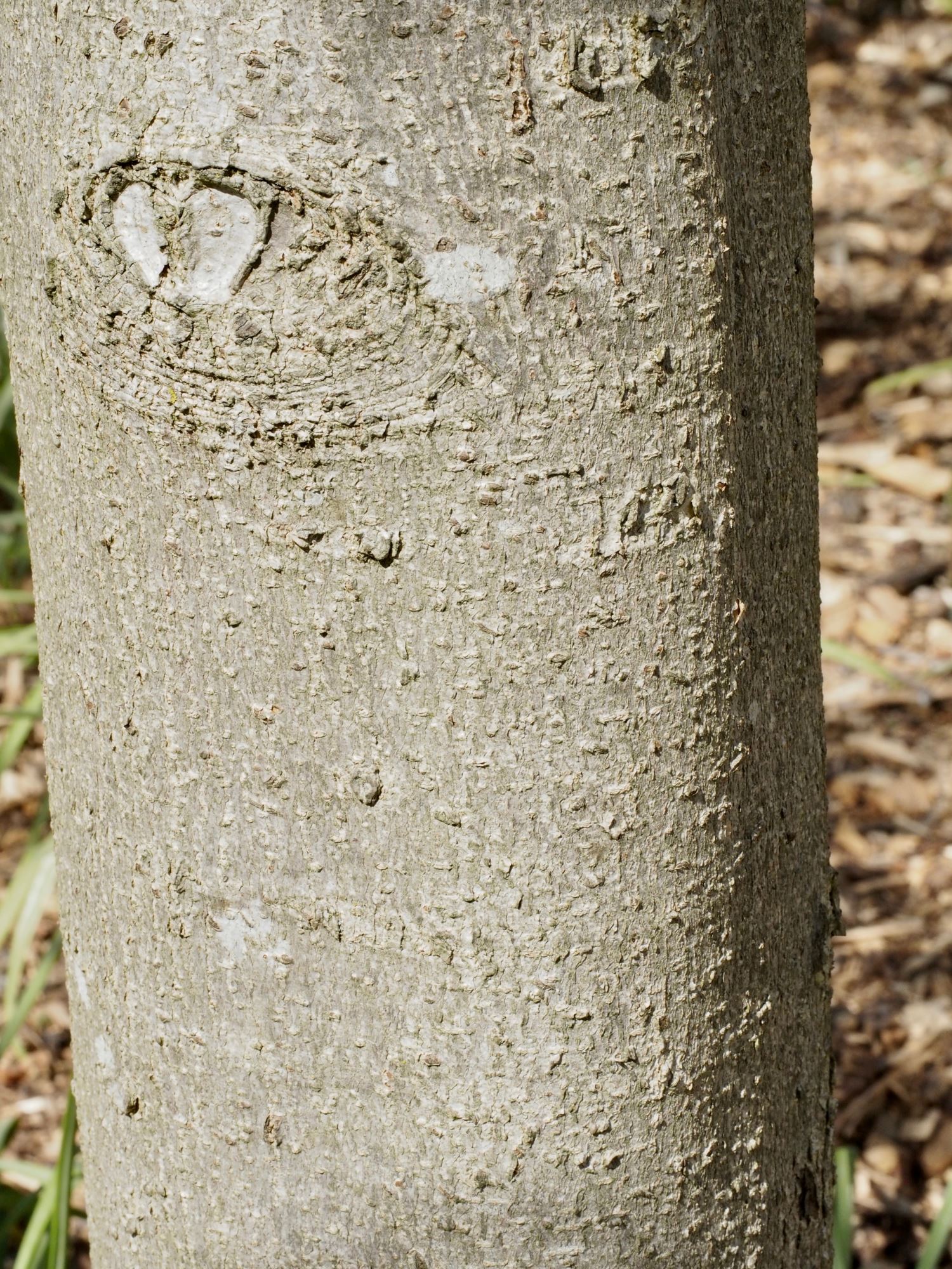 Image of Aesculus flava