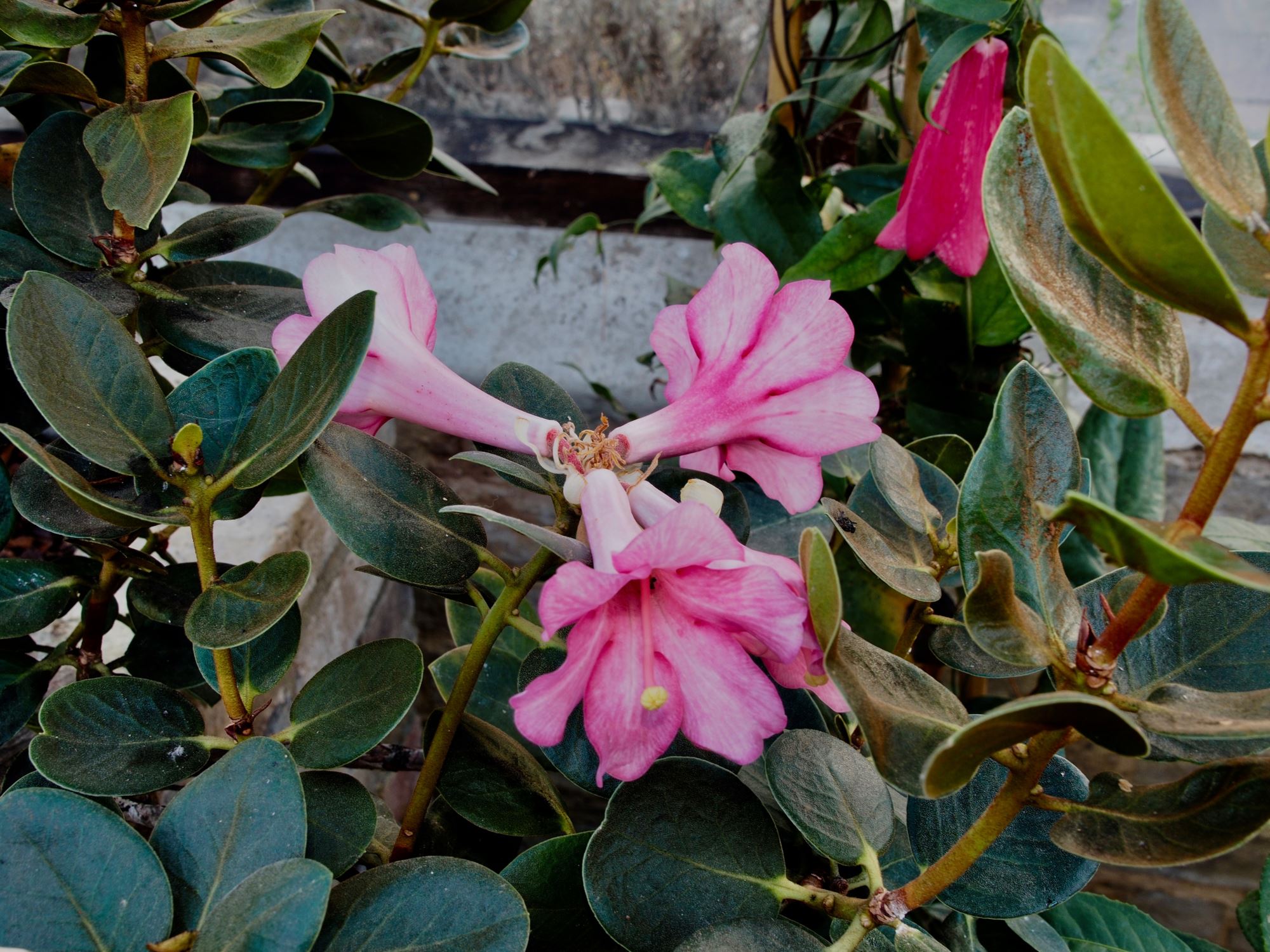 Image of Rhododendron hyacinthosmum