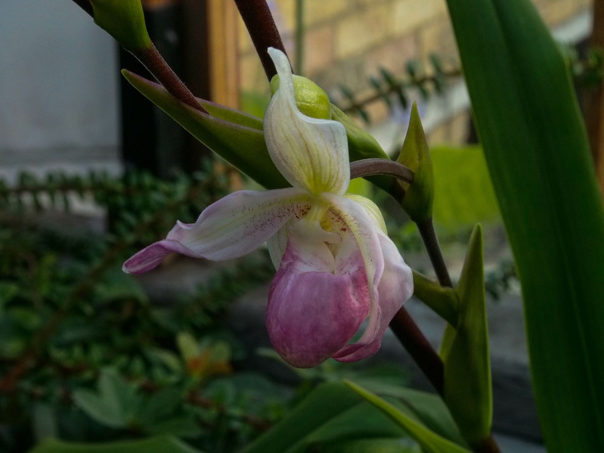 Image of Phragmipedium Ã— sedenii 'Lyoth Sprate'