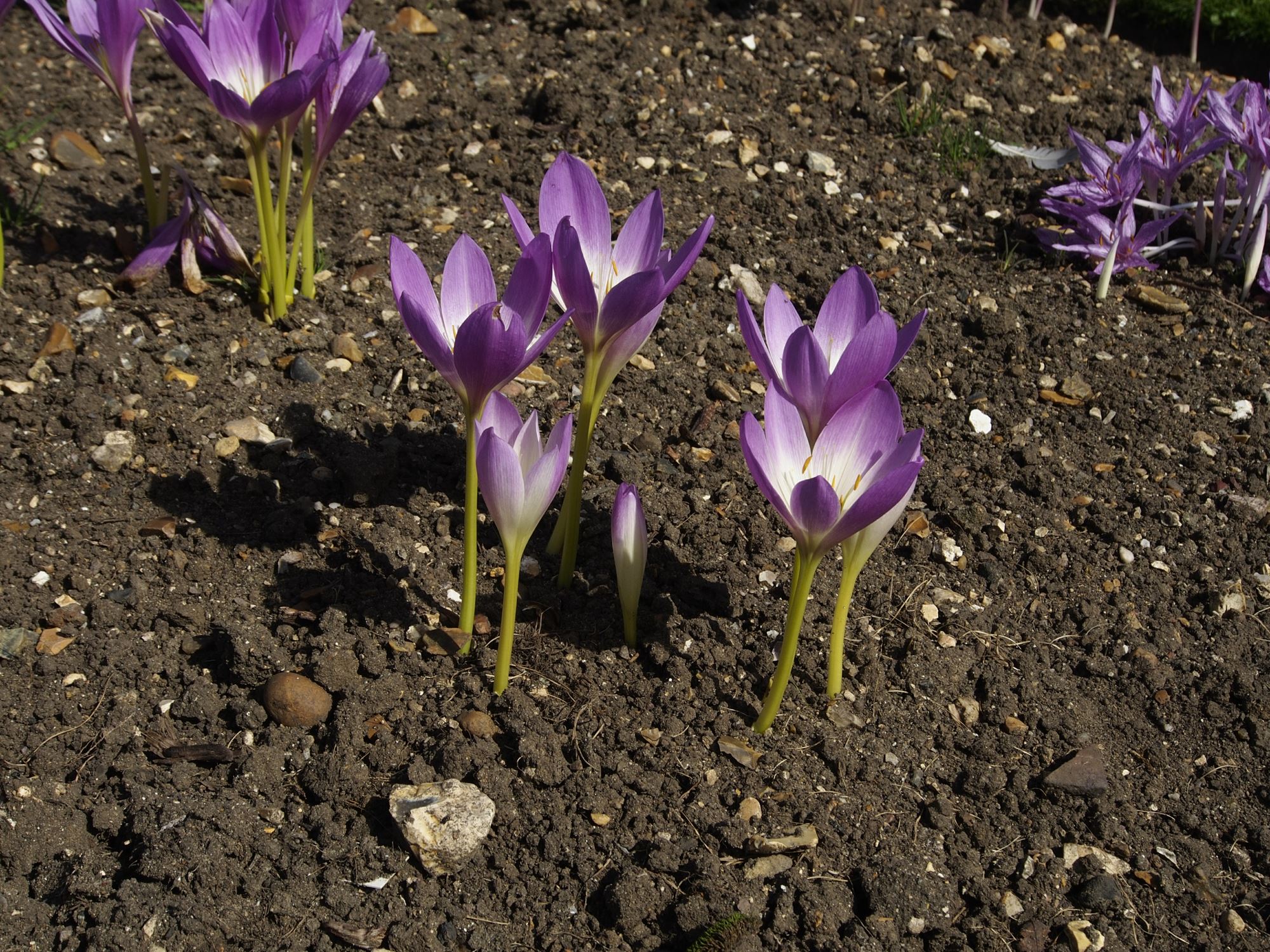 Image of Colchicum speciosum