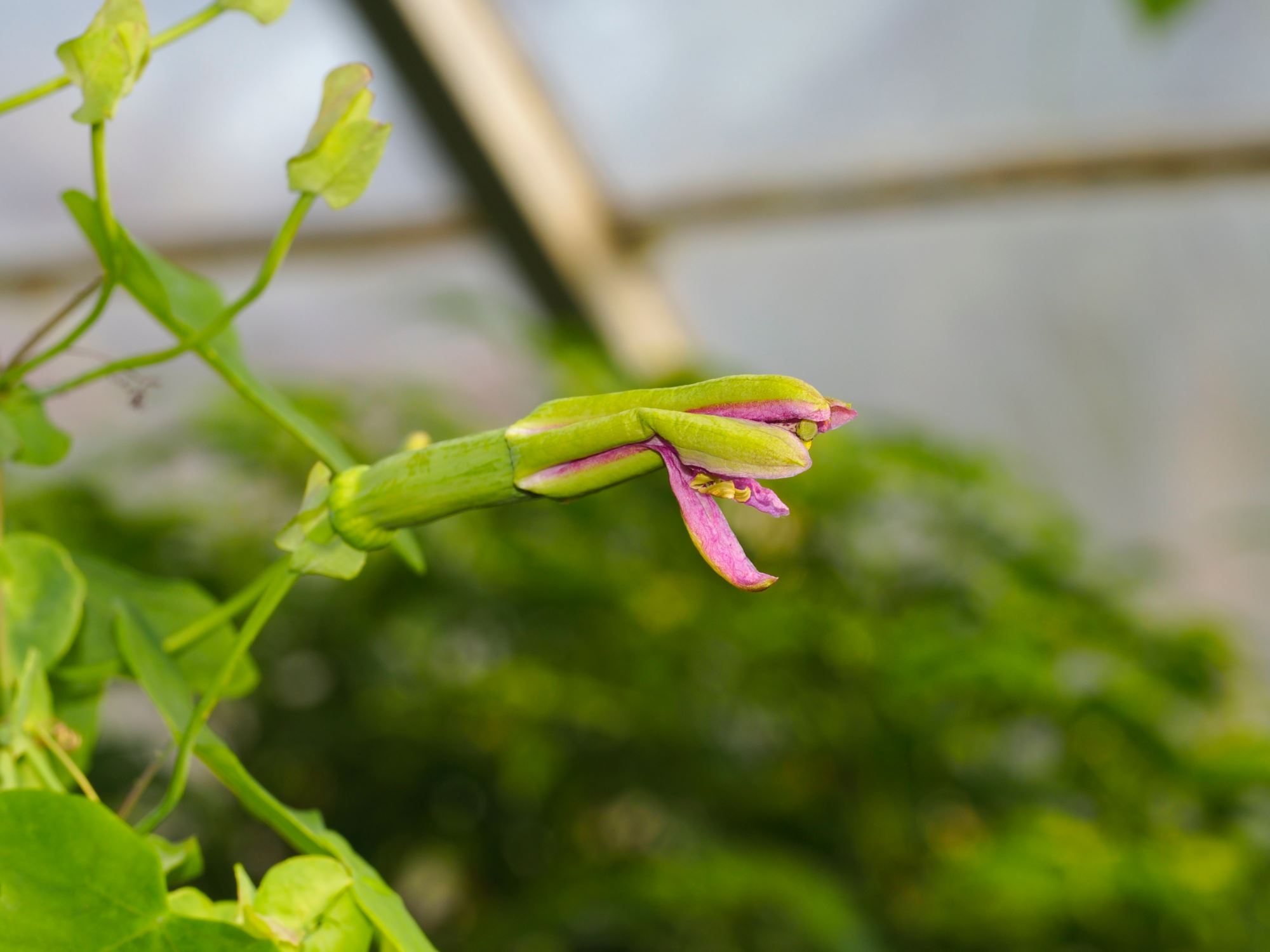 Image of Passiflora reflexiflora