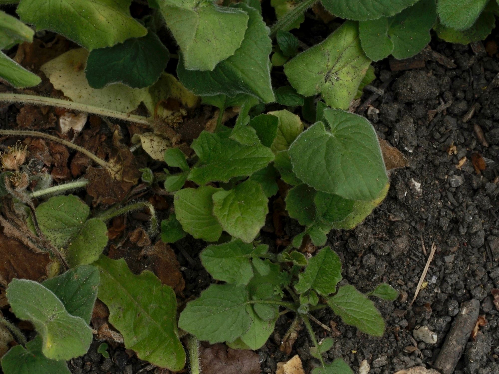 Image of Doronicum pardalianches