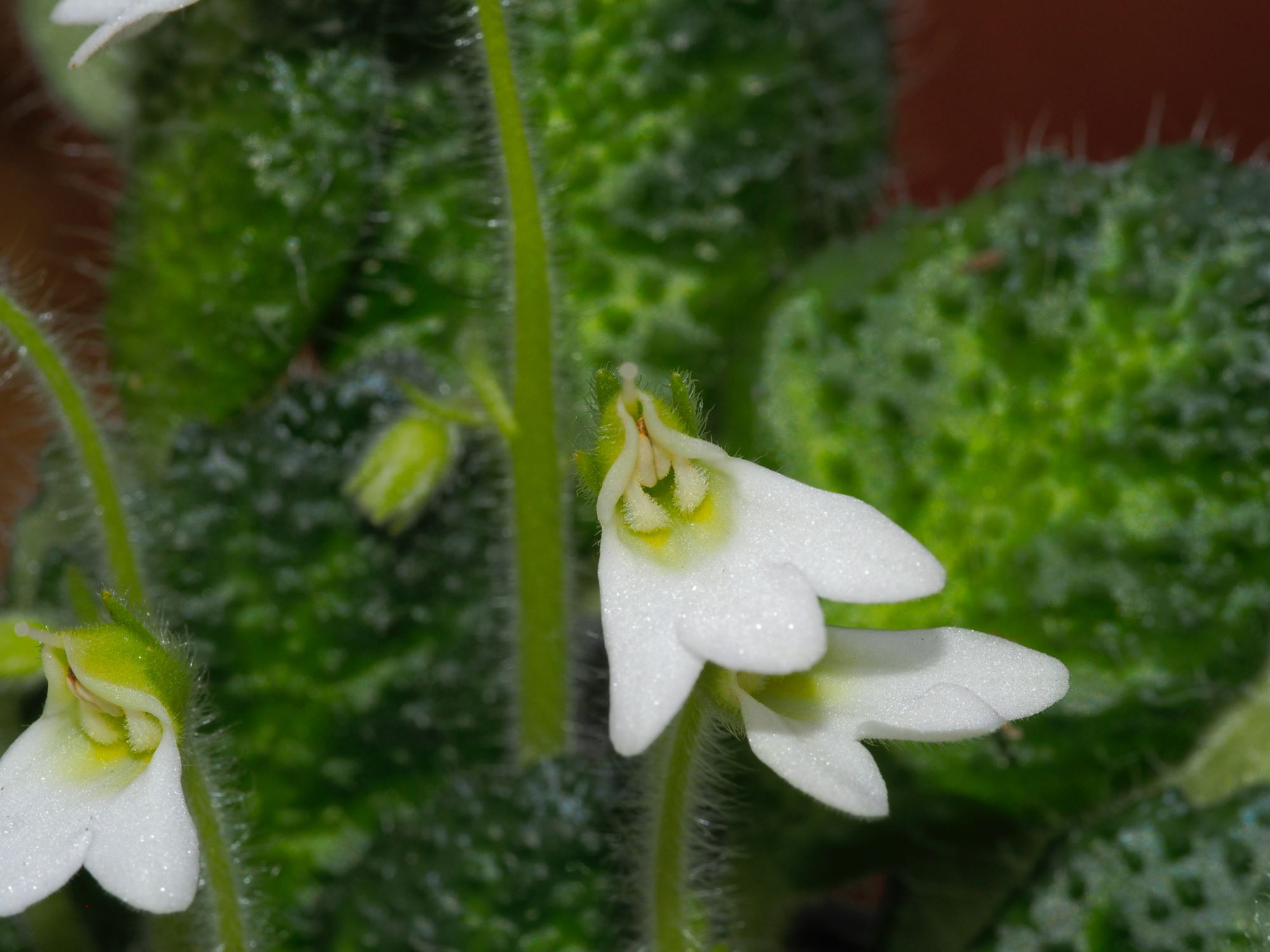 Image of Petrocosmea cryptica