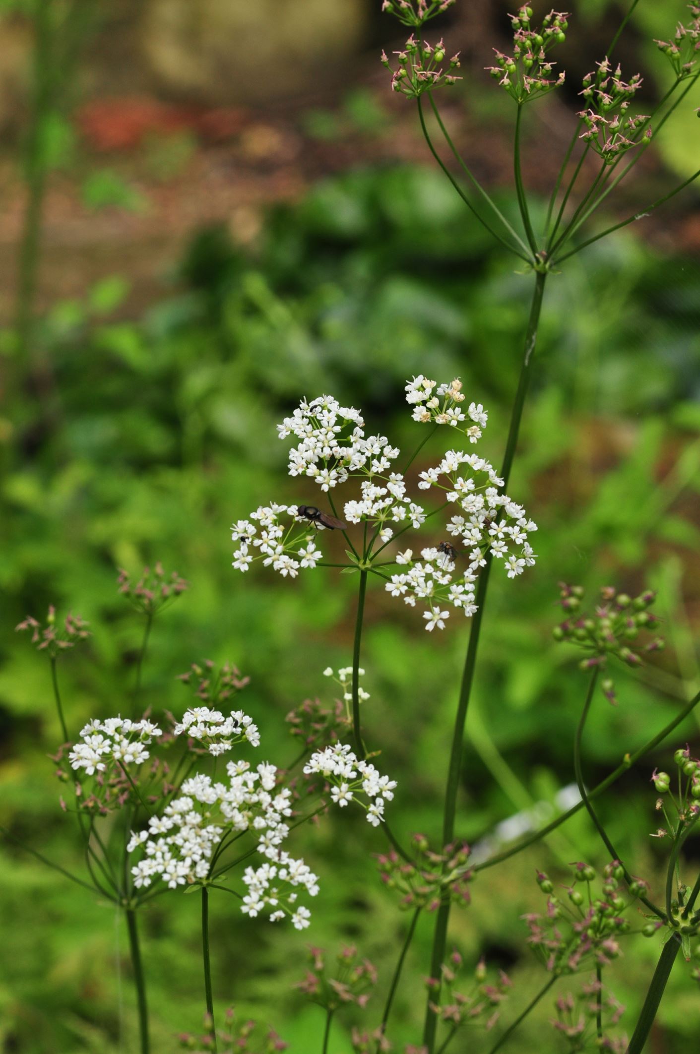 Image of Physospermum cornubiense