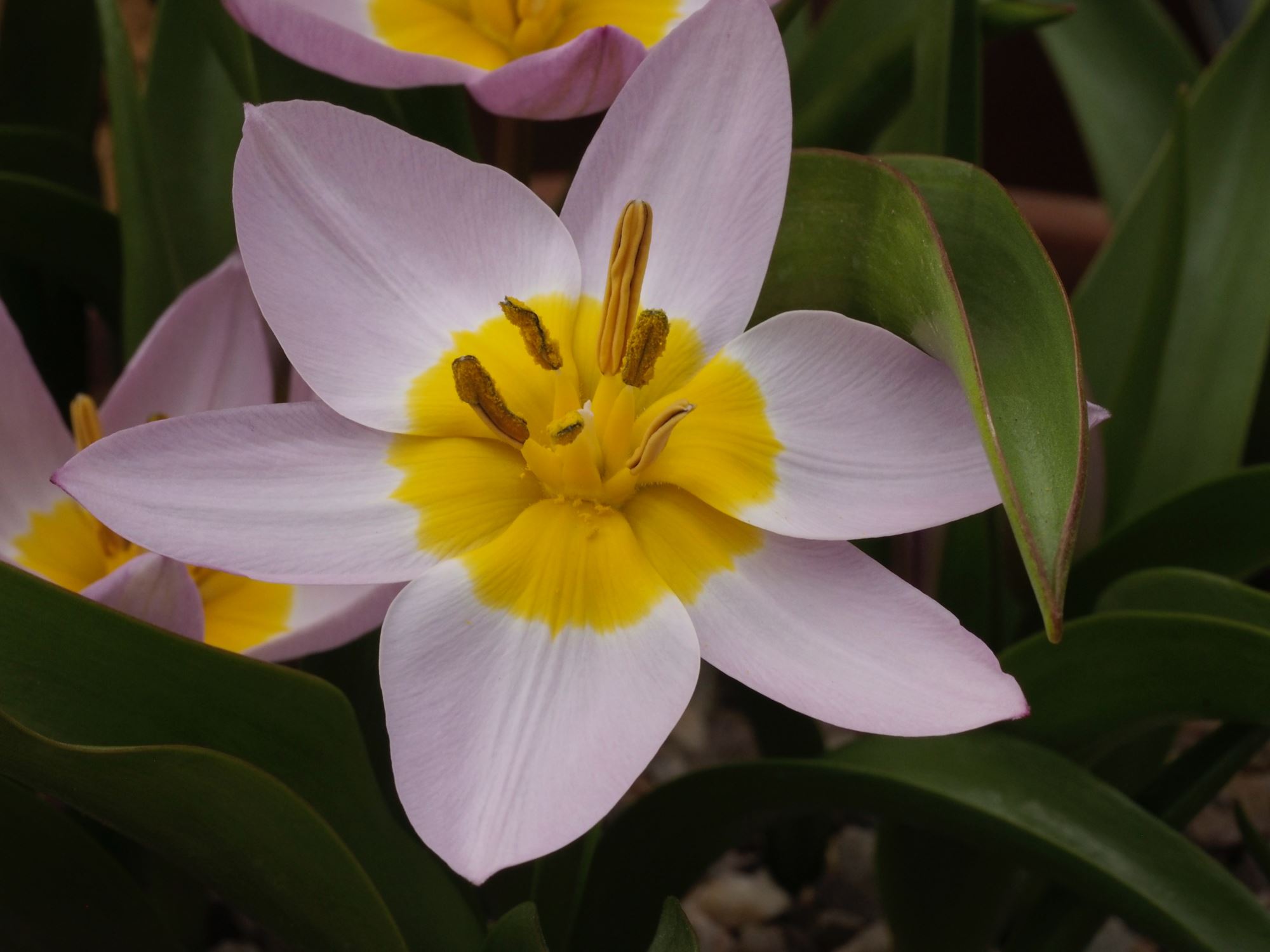 Image of Tulipa saxatalis (Bakeri Group) 'Lilac Wonder'