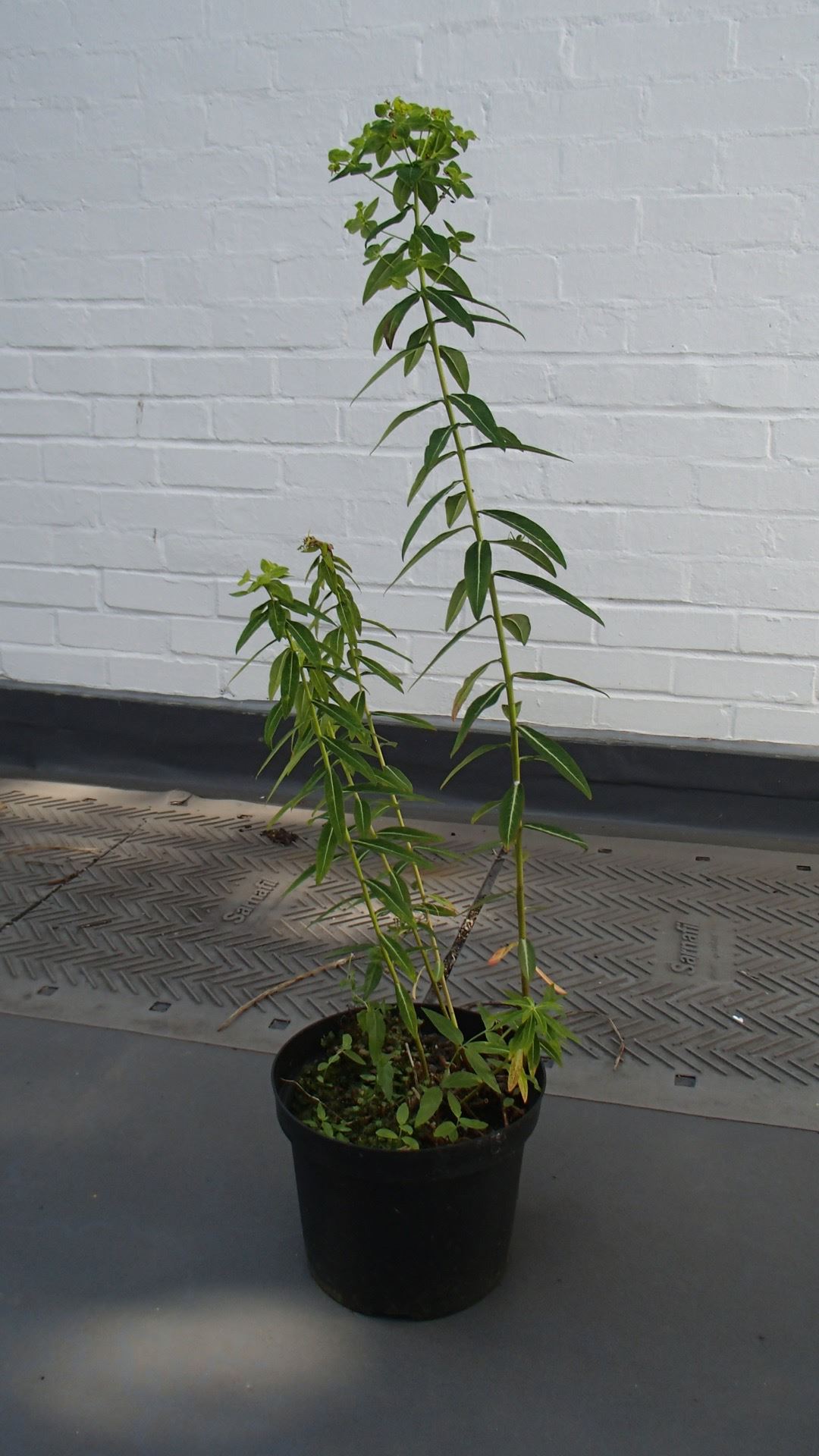 Image of Euphorbia pseudosikkimensis