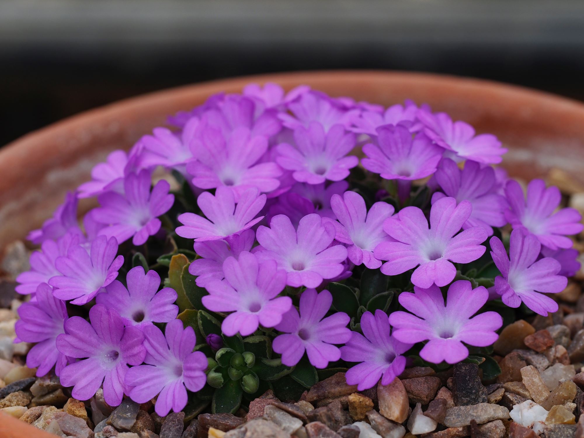 Image of Primula allionii 'Chivalry'