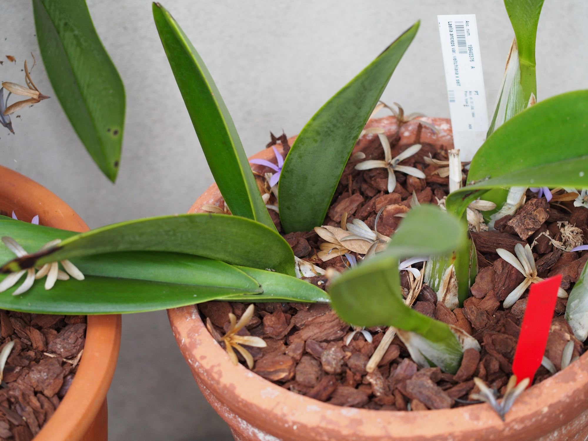 Image of Laelia anceps