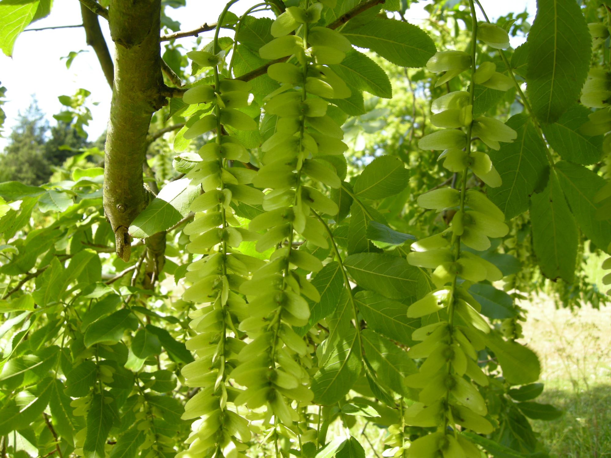 Image of Pterocarya stenoptera