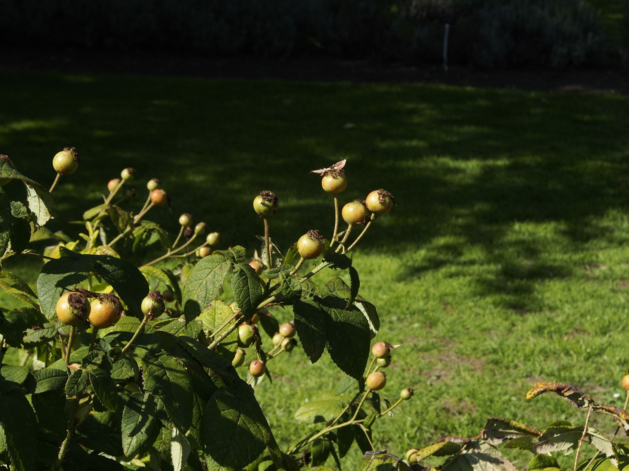 Image of Rosa gallica 'Officinalis'