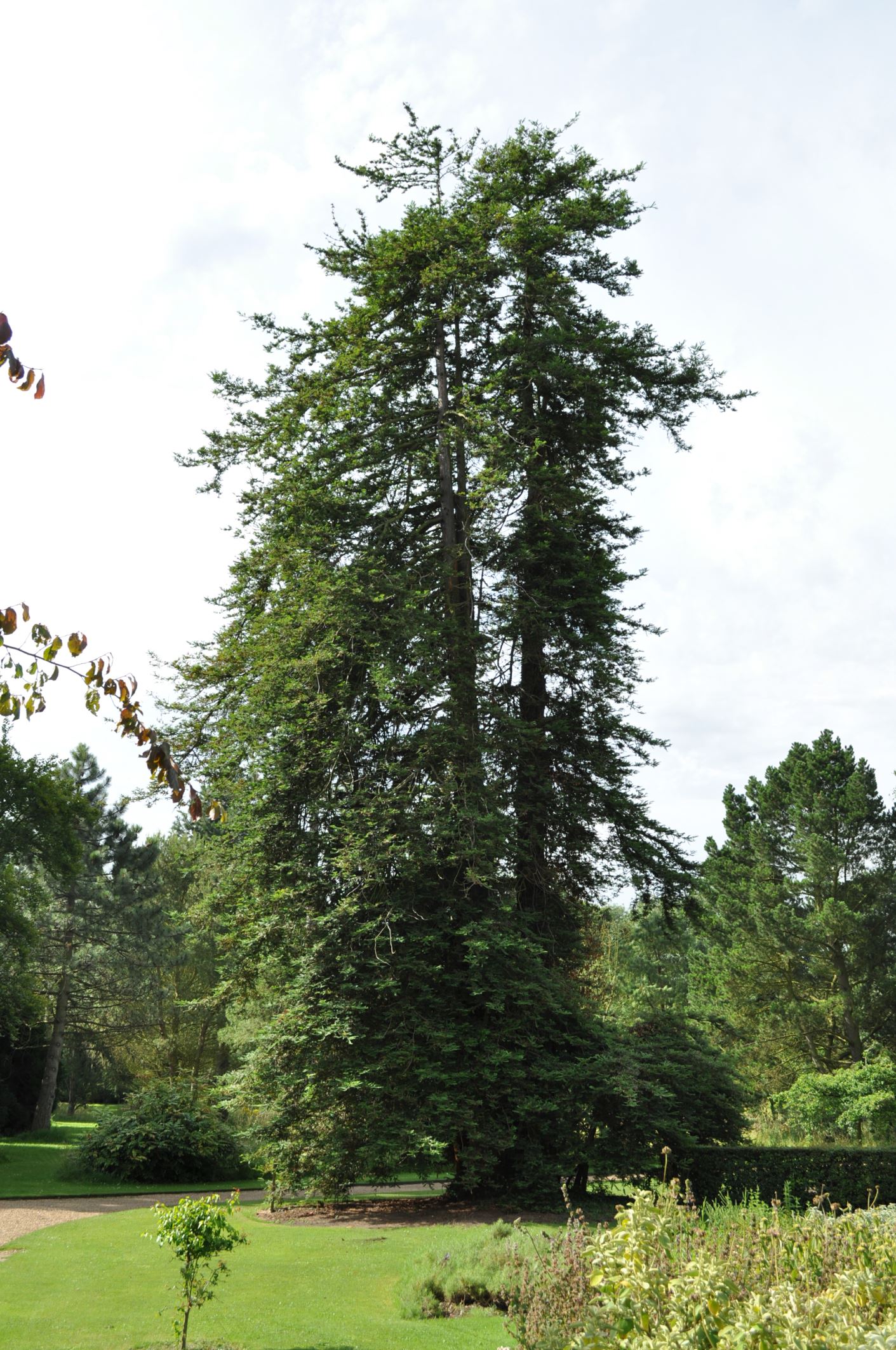 Image of Sequoia sempervirens