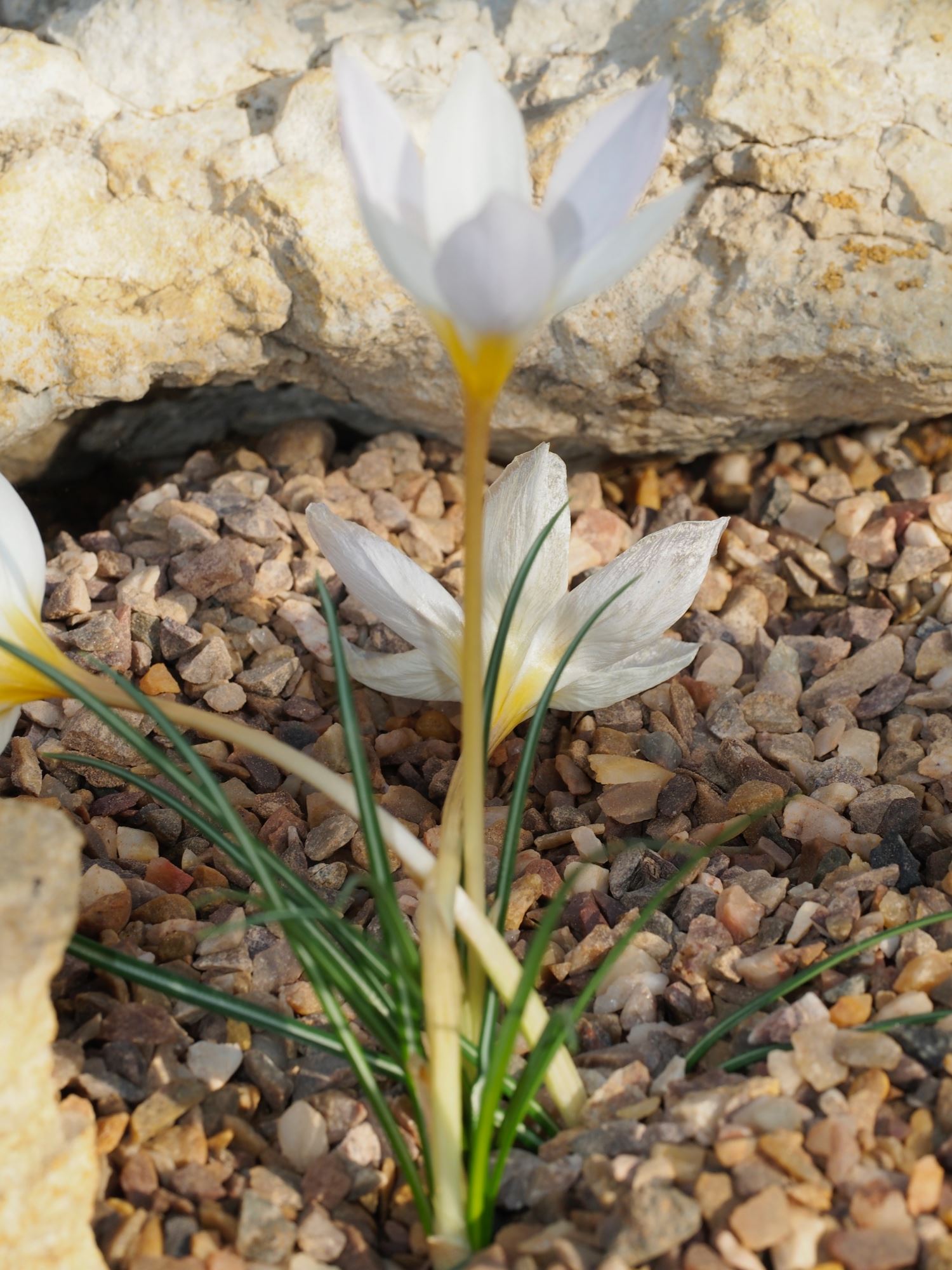 Image of Crocus niveus