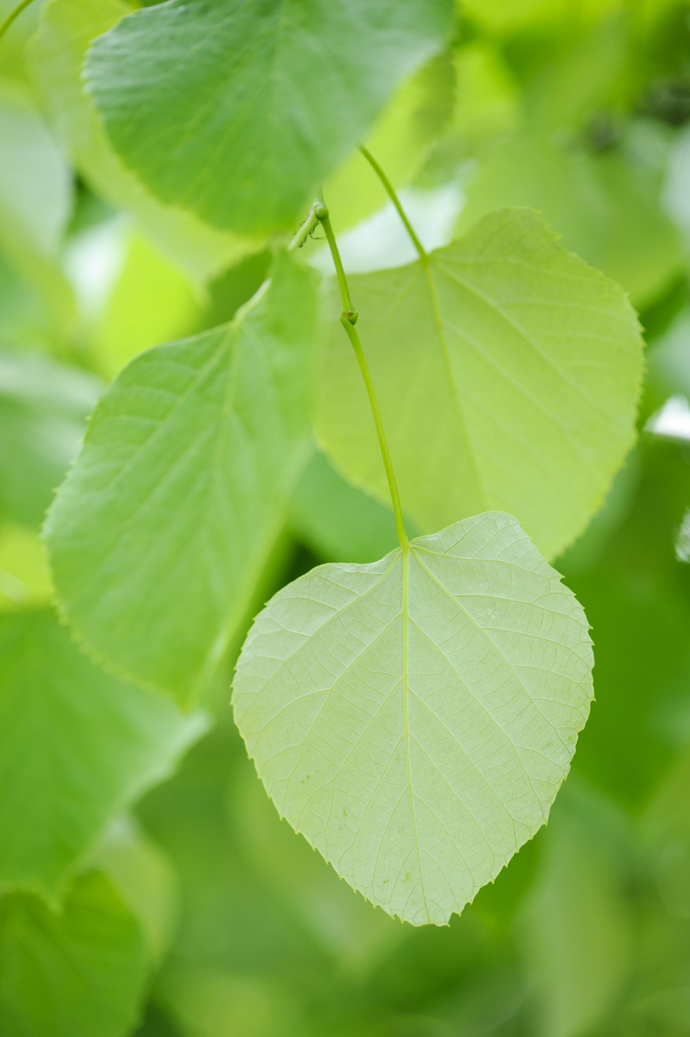 Image of Tilia oliveri
