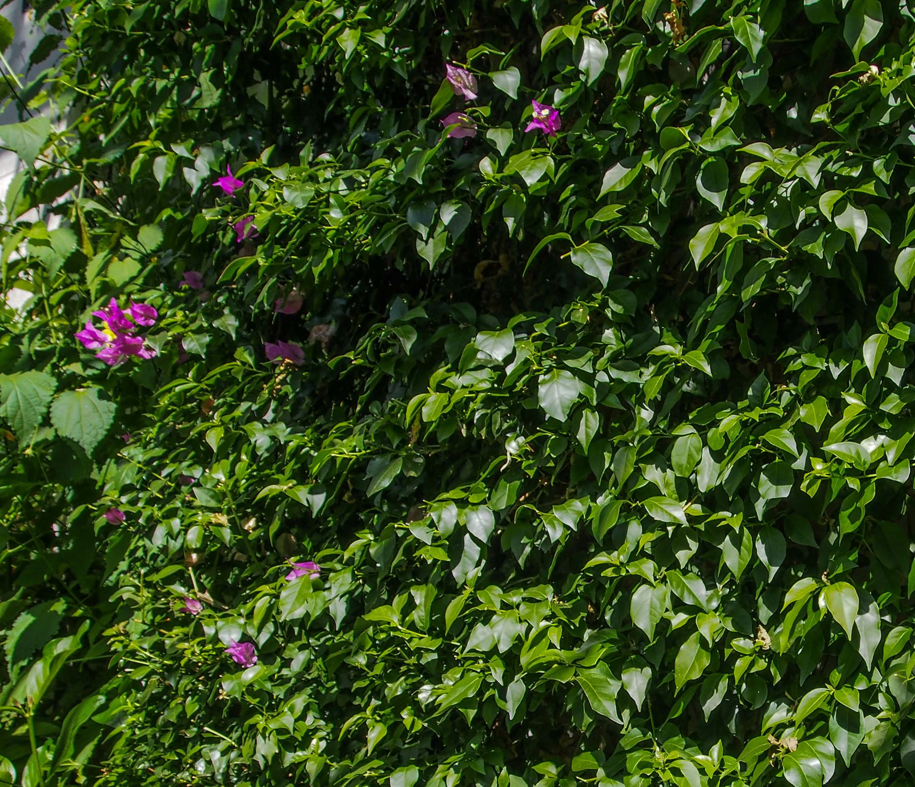 Image of Bougainvillea glabra 'Sanderiana'